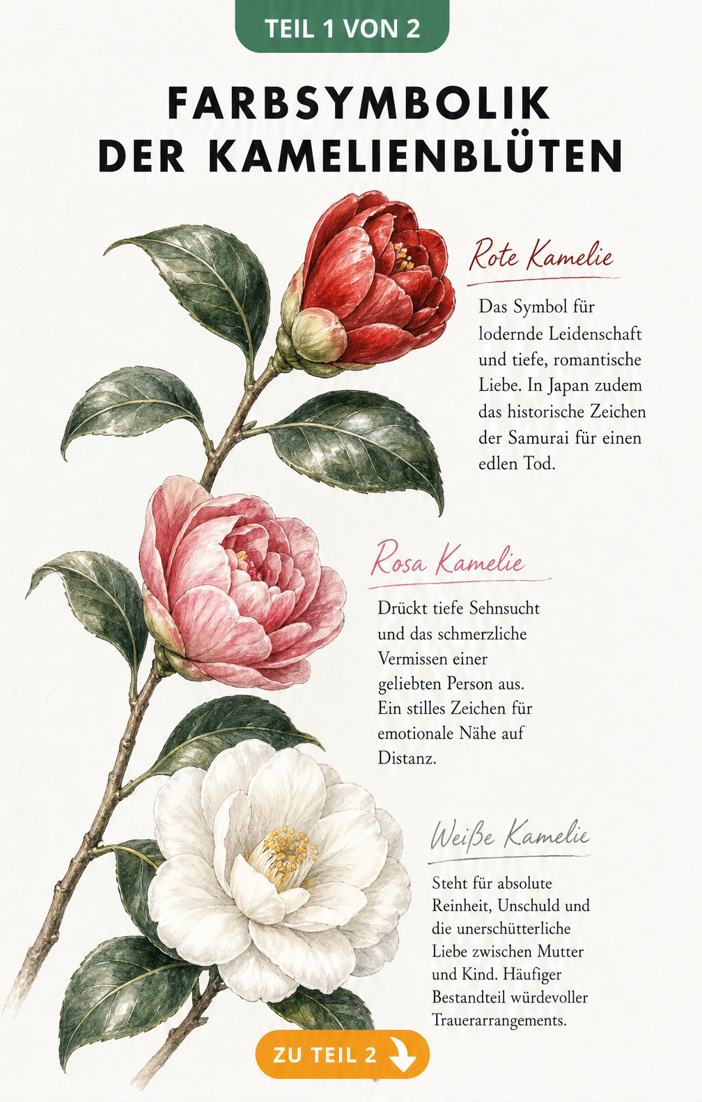 Botanische Aquarell-Illustration eines Kamelienzweigs mit Blüten in Weiß, Rosa und Rot, die die Farbsymbolik der Kamelie erklären.