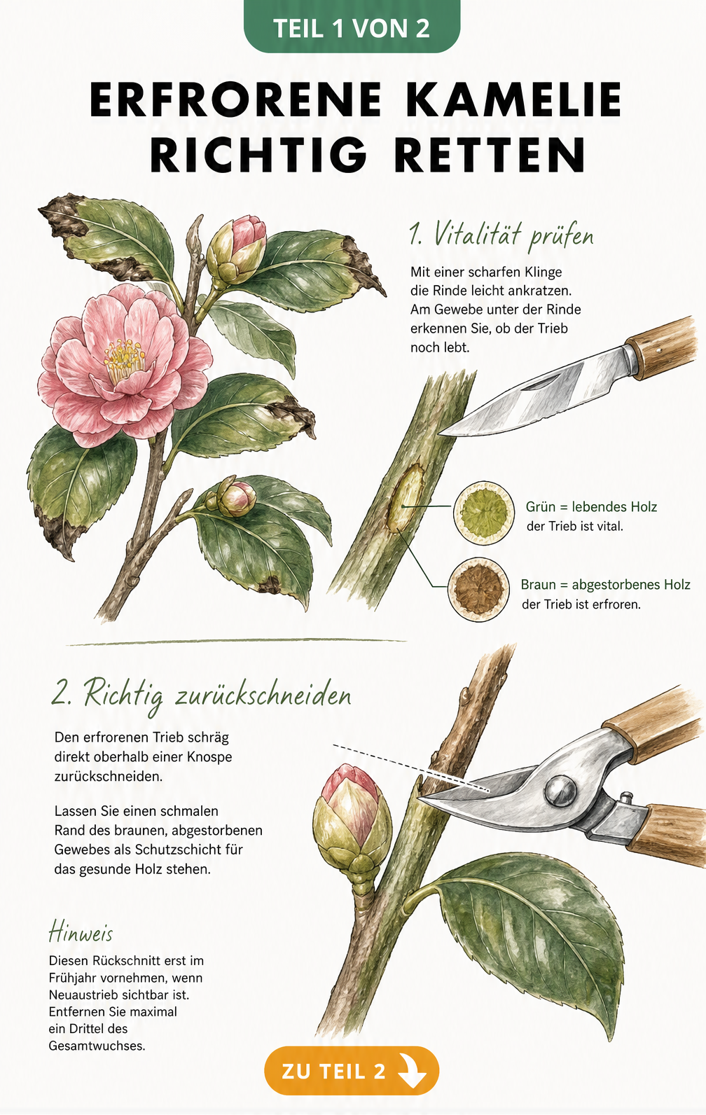 Botanische Illustration eines Kamelienzweigs, die zeigt, wie man mit einer Klinge die Rinde auf grünes Gewebe prüft und erfrorene Triebe schräg über einer...