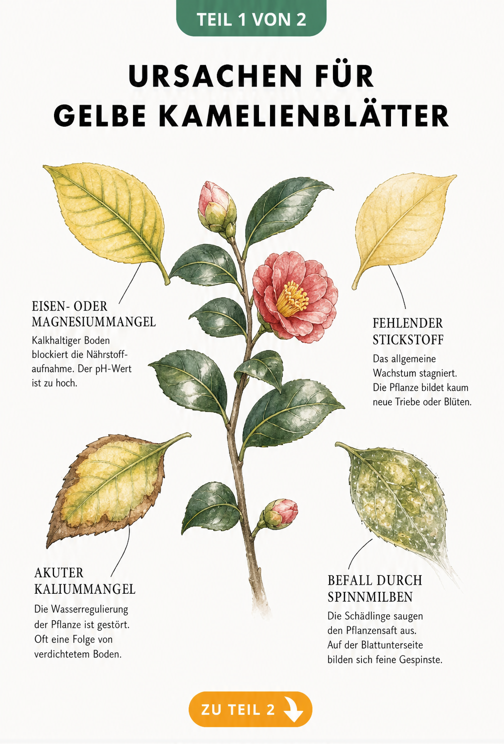 Botanische Illustration eines Kamelienzweigs mit vier Blättern, die verschiedene Schadbilder wie Eisenmangel, Stickstoffmangel, Kaliummangel und...