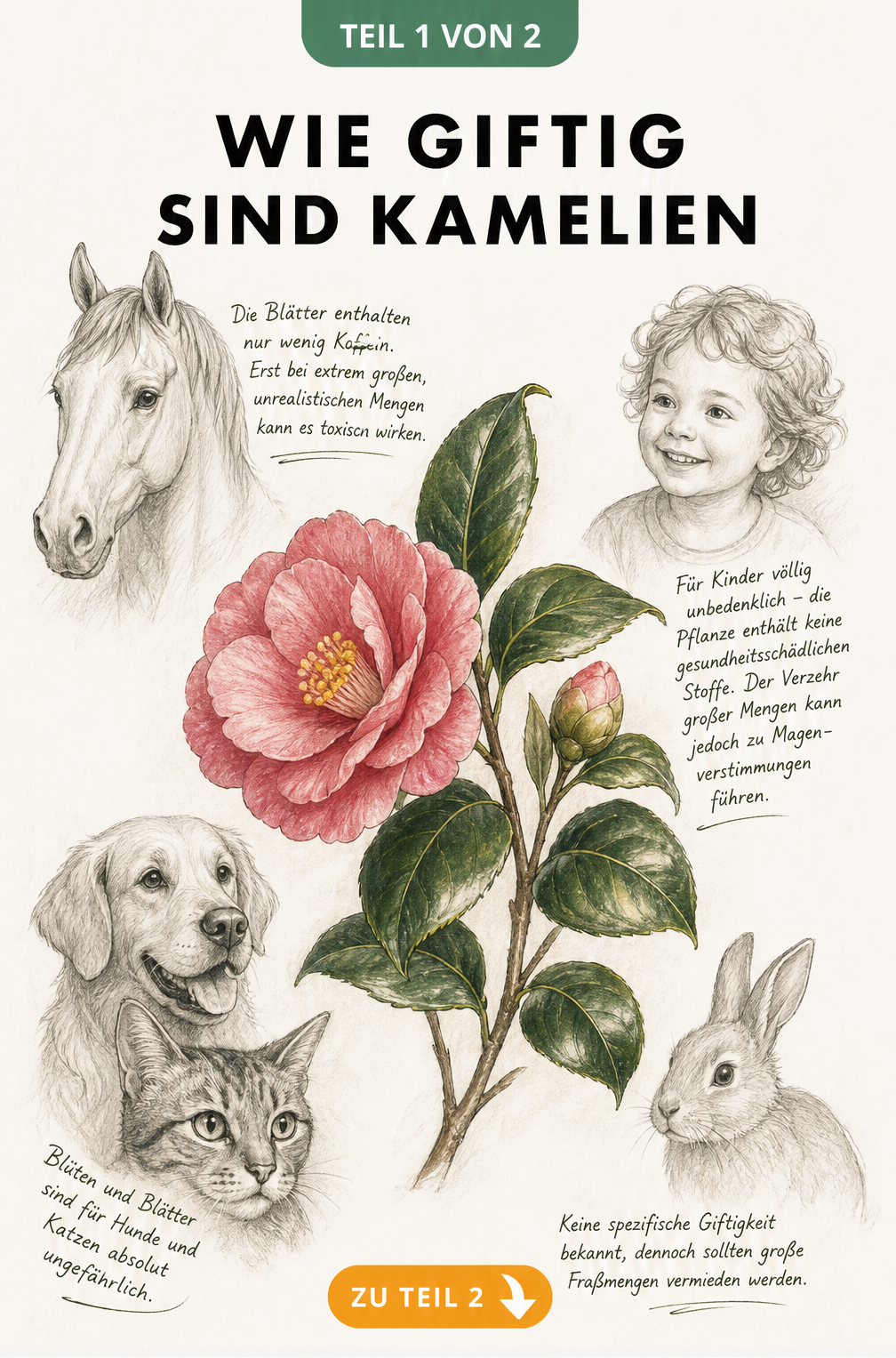 Botanische Illustration einer Kamelie mit Porträts von Kind, Hund, Katze, Pferd und Kaninchen sowie handschriftlichen Notizen zur Unbedenklichkeit