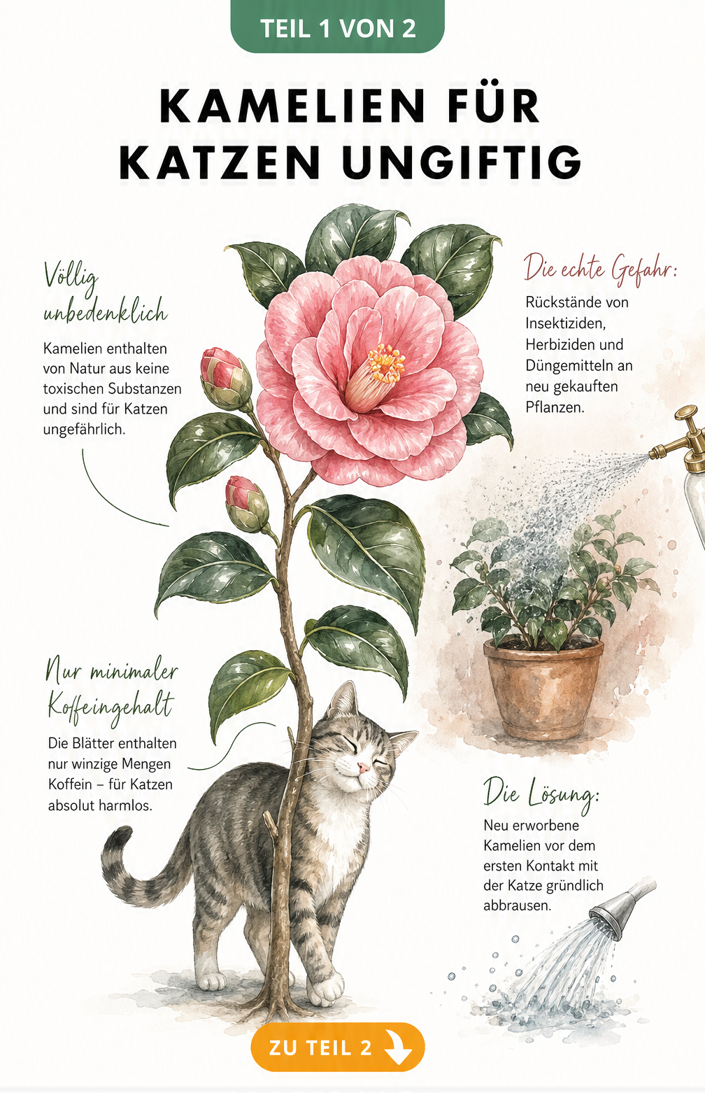 Botanische Illustration einer Kamelie mit Katze, die zeigt, dass die Pflanze ungiftig ist, aber vor chemischen Rückständen gewarnt wird.