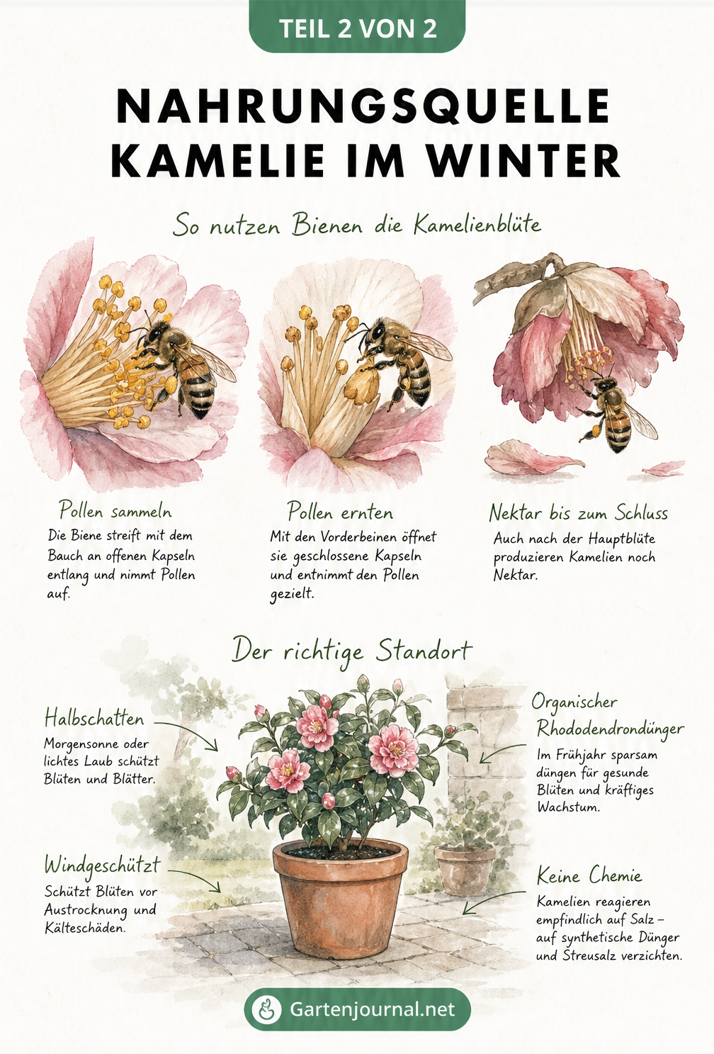 Schnittbild einer Kamelienblüte mit Bienen bei der Nektar- und Pollenernte sowie Standorttipps