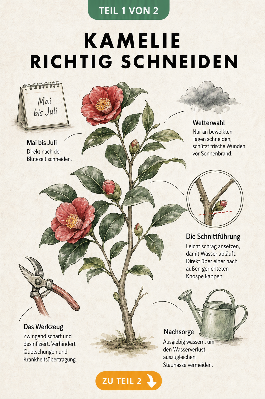 Botanische Illustration einer Kamelie mit Hinweisen zum richtigen Schnittzeitpunkt, Wetter, Schnittführung, Werkzeug und Nachsorge.