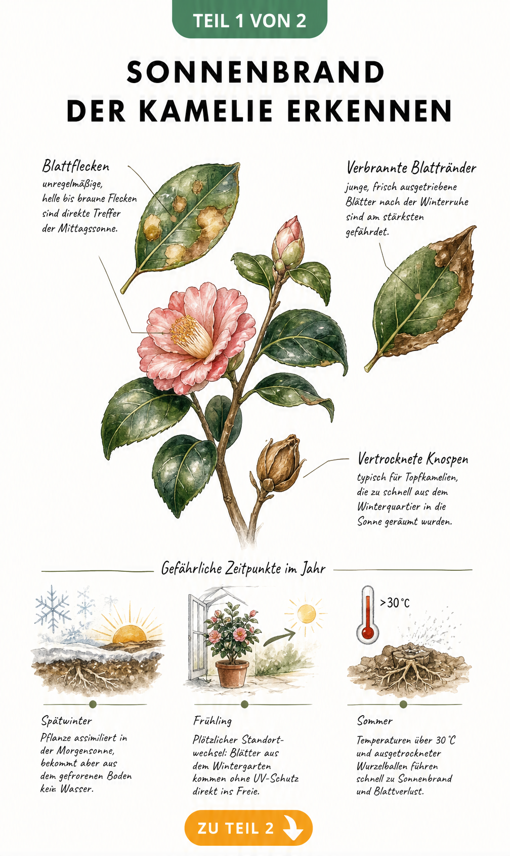 Botanische Illustration eines Kamelienzweigs mit typischen Sonnenbrandschäden an Blättern und Knospen sowie einer Zeitleiste der Gefahrenmomente.
