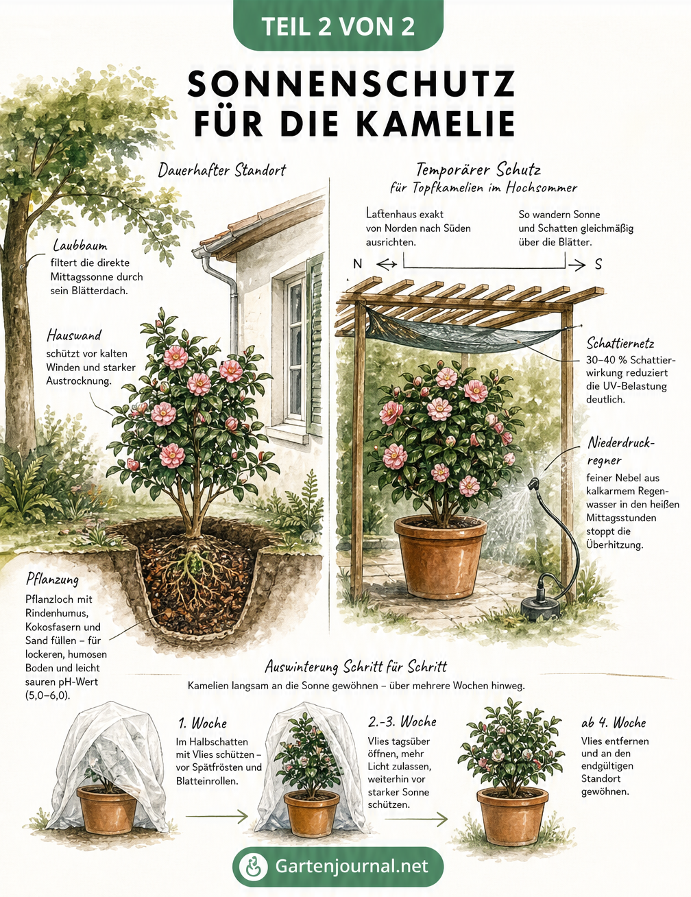 Schnittzeichnung einer Gartenszene, die den idealen halbschattigen Standort für Kamelien und Schutzmaßnahmen wie Schattiernetz und Wassernebel zeigt.