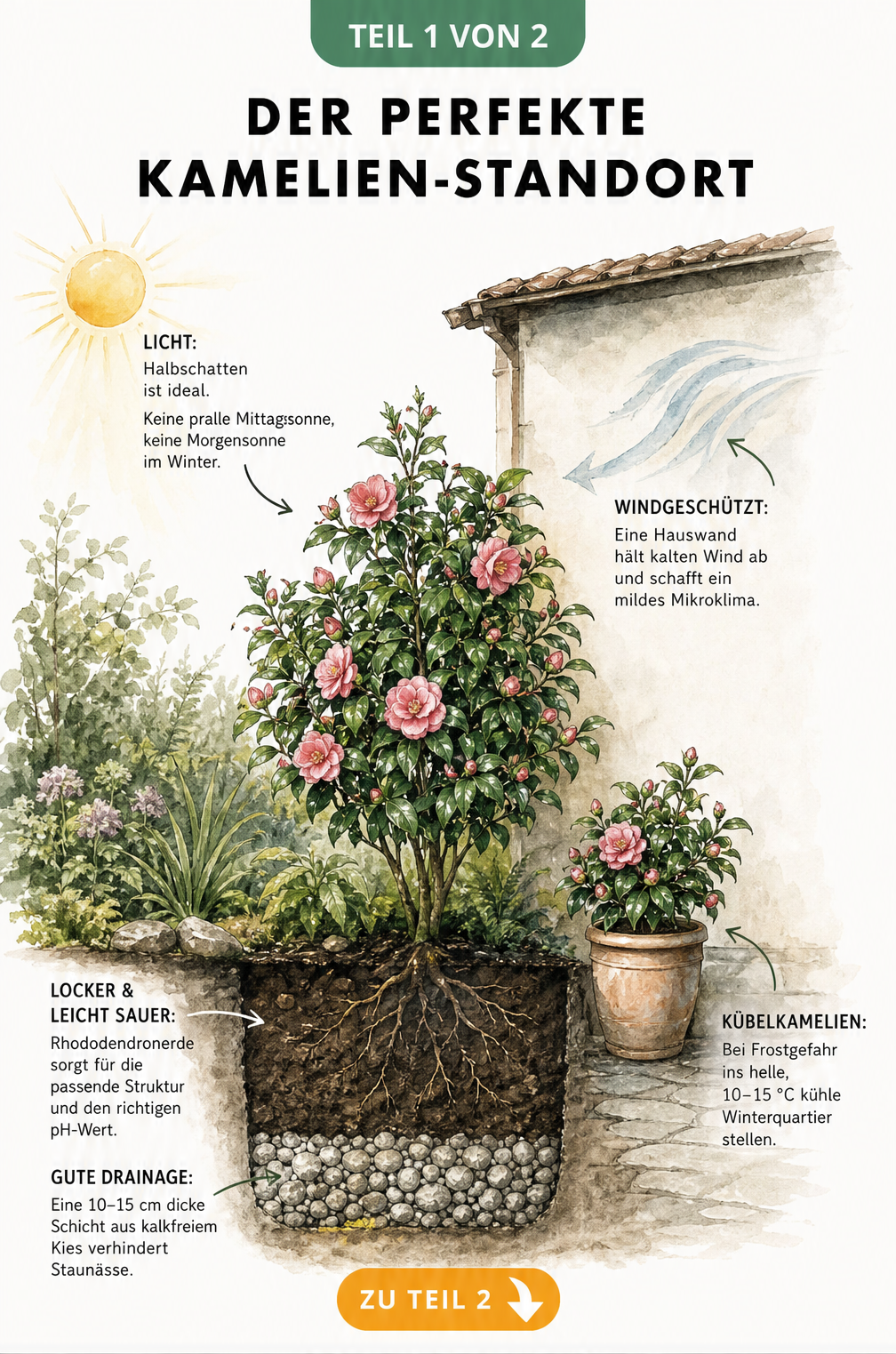 Illustration eines idealen Kamelien-Standorts im Garten und Kübel mit Hinweisen zu Licht, Windschutz und Bodenbeschaffenheit
