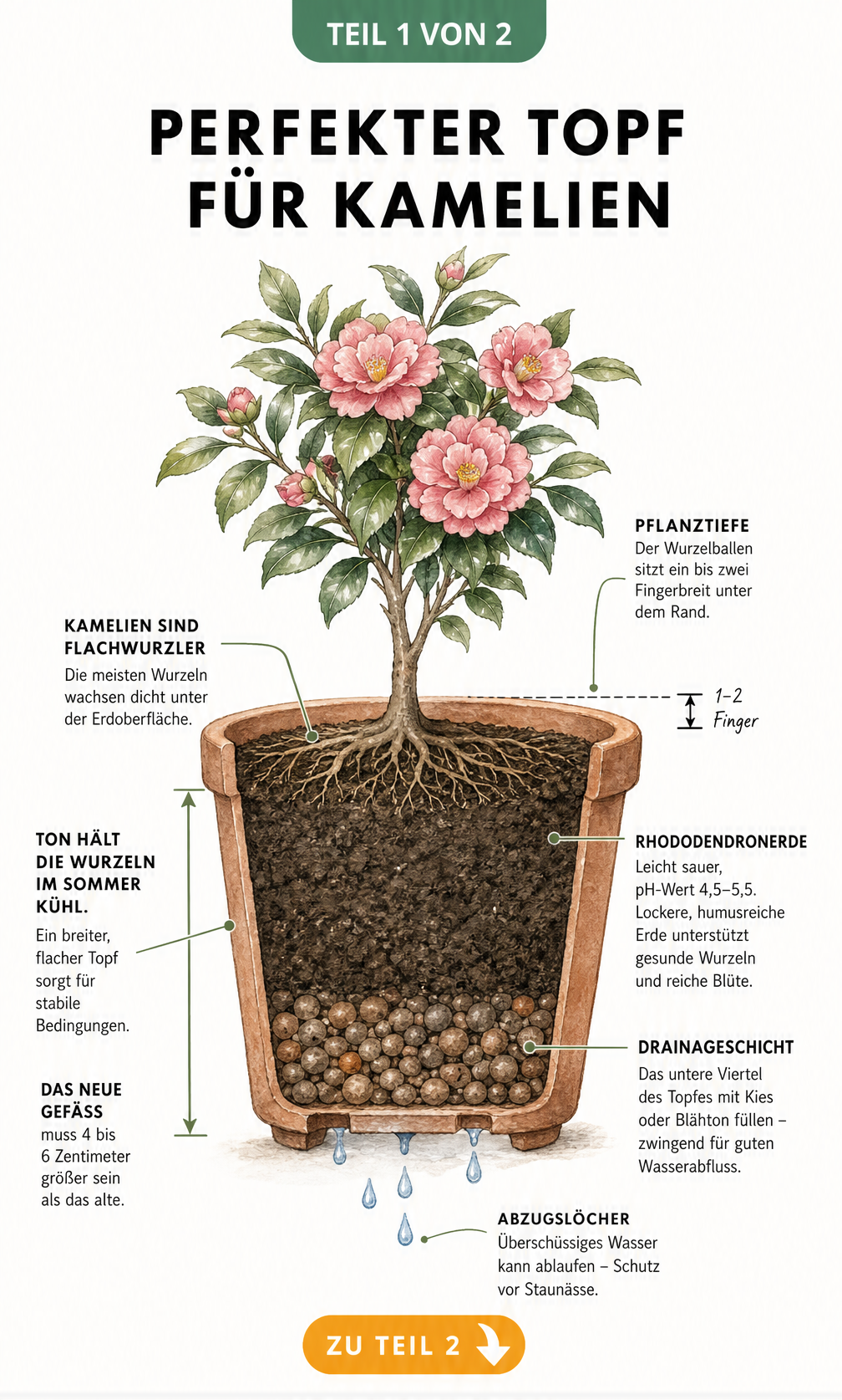 Schnittdarstellung eines bepflanzten Tontopfs mit einer Kamelie, die den idealen Aufbau mit Rhododendronerde und Drainageschicht zeigt.