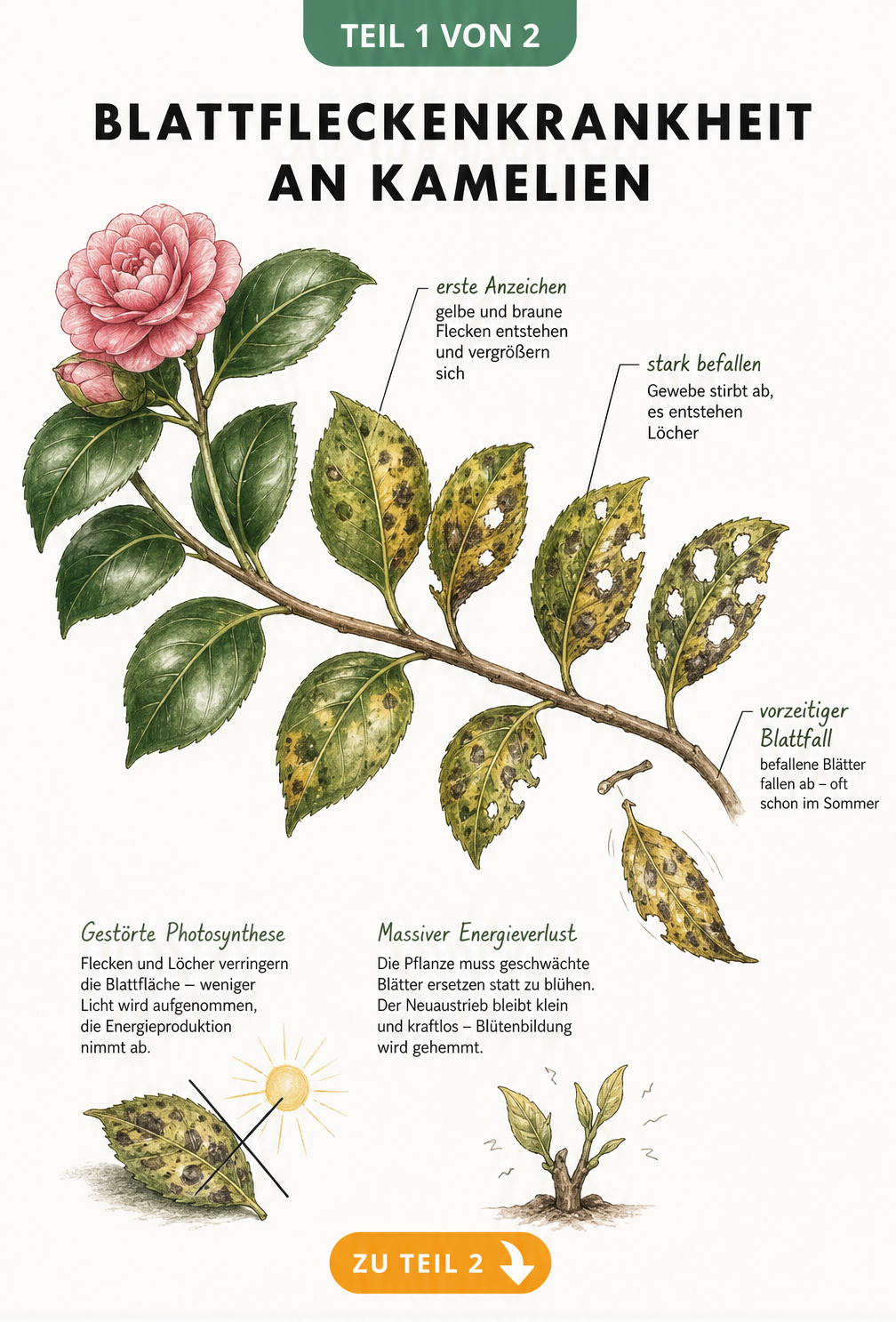 Botanische Illustration eines Kamelienzweigs, der den Verlauf der Blattfleckenkrankheit von gesunden Blättern bis hin zu braunen Flecken, Gewebeverlust und...