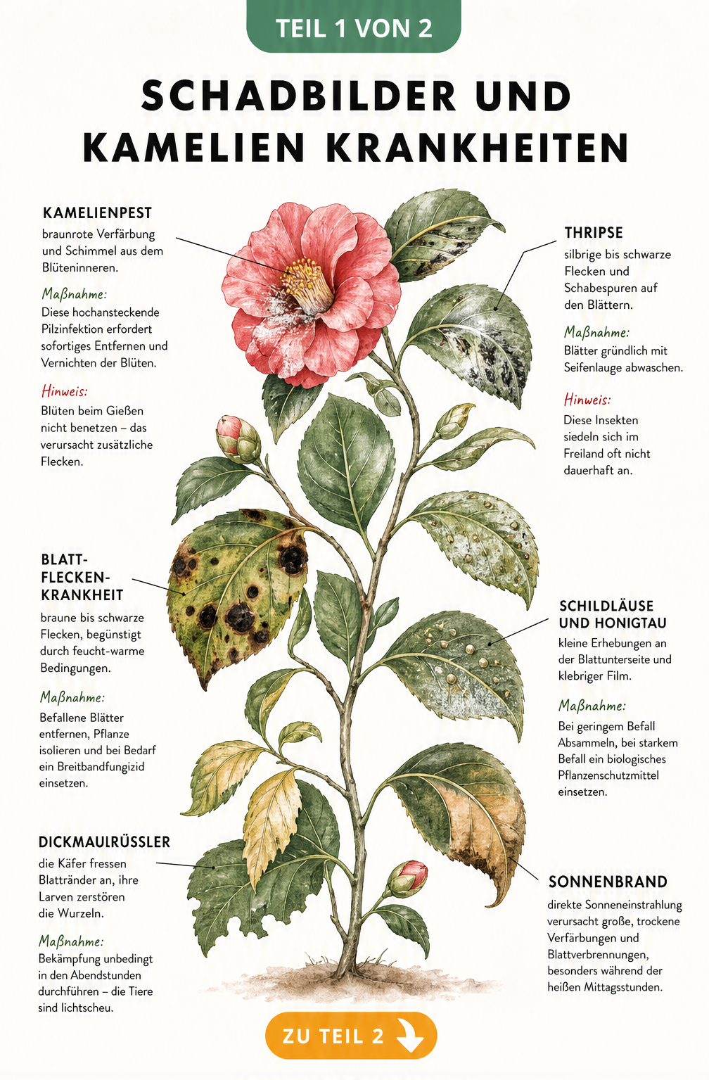 Botanische Illustration eines Kamelienzweigs mit Schadbildern von Kamelienpest, Thripsen, Blattfleckenkrankheit, Schildläusen, Dickmaulrüssler und Sonnenbrand.