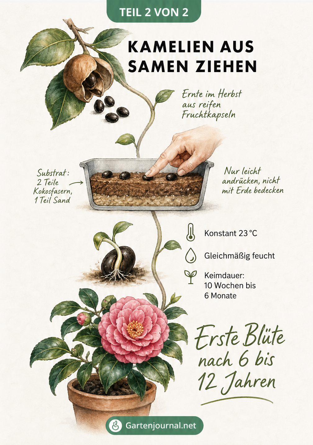 Zeitstrahl-Illustration zur Kamelien-Aussaat: Von der Samenernte im Herbst über die Keimung bis zur ersten Blüte nach mehreren Jahren.