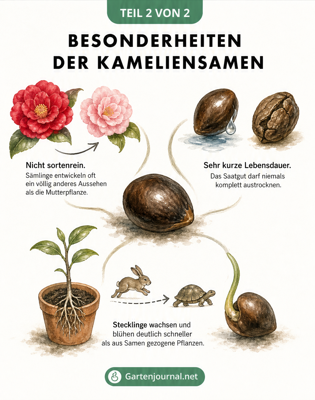 Illustration eines Kameliensamens mit Informationen zu Genetik, Feuchtigkeit und Stecklingen
