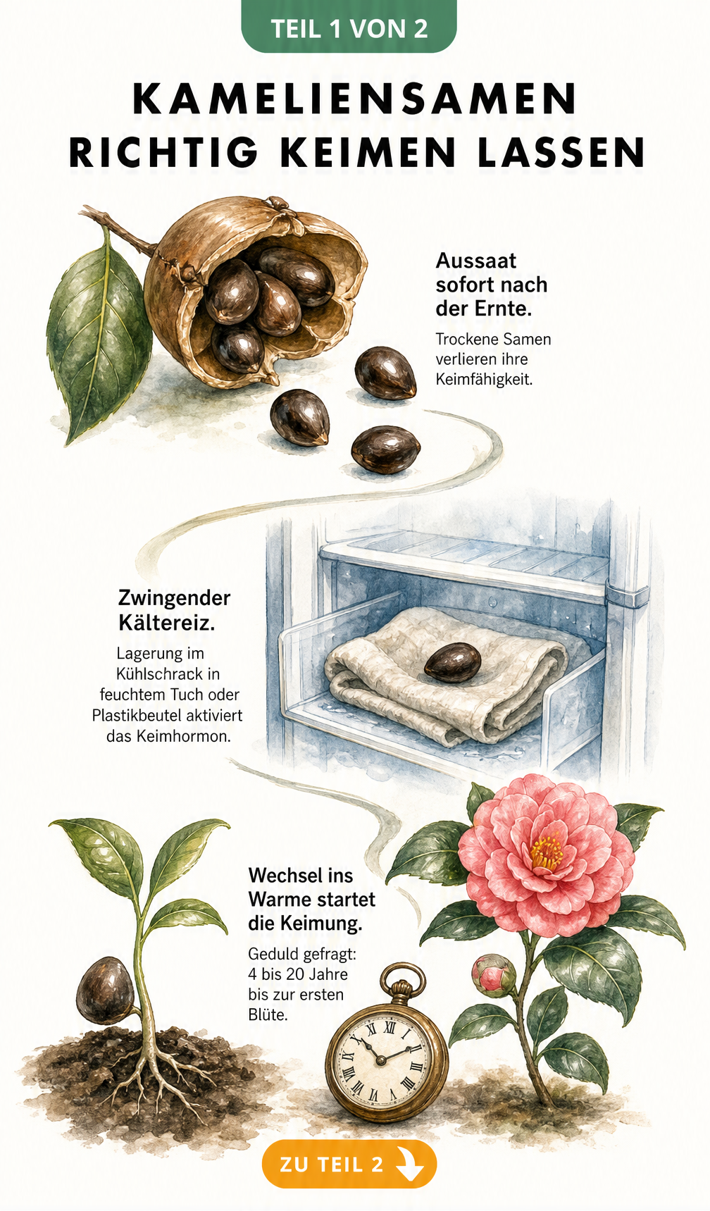 Botanische Illustration einer Kamelien-Samenkapsel und eines Samens im Kühlschrank zur Keimung