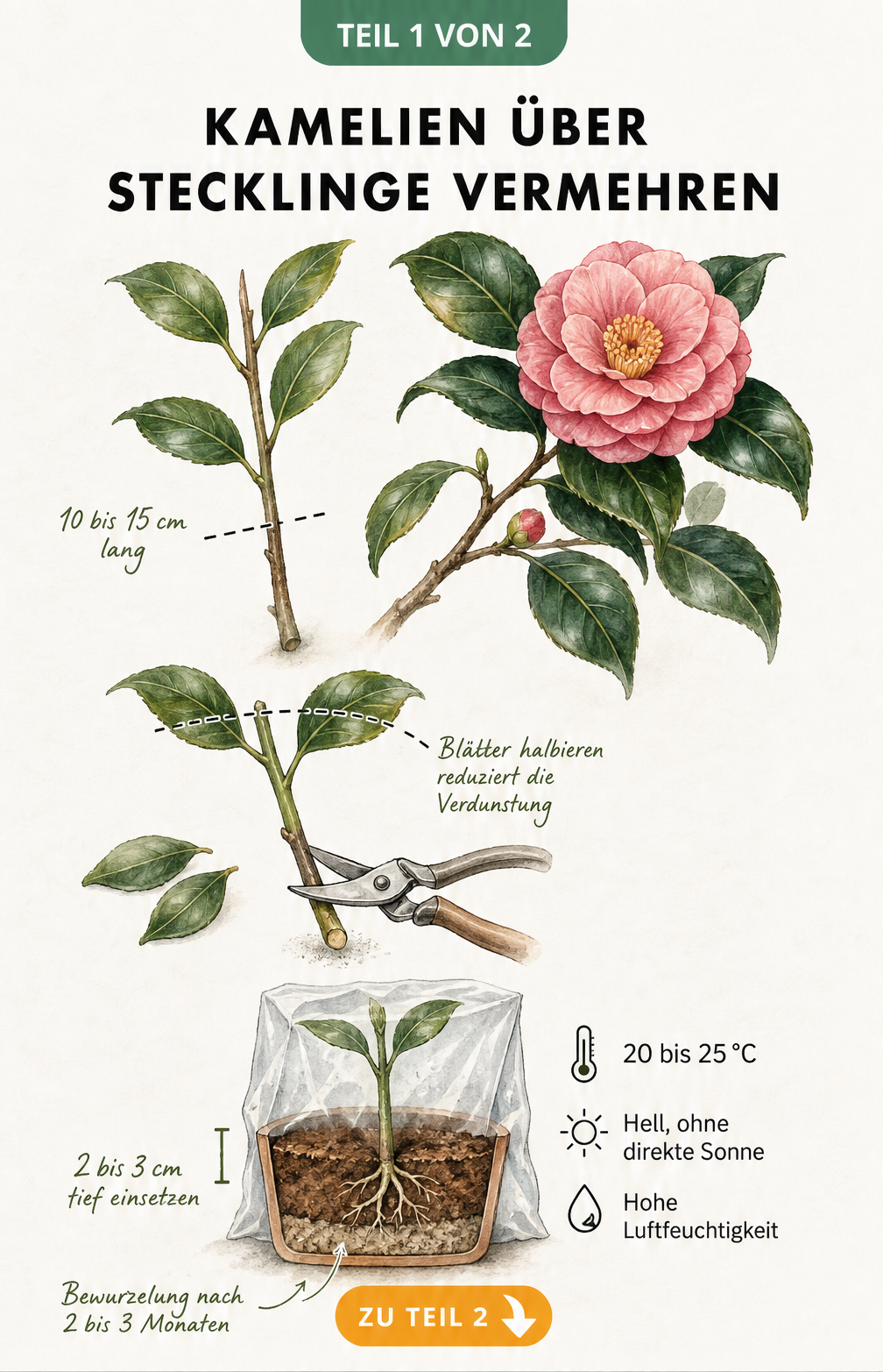 Illustration eines Kamelien-Stecklings mit Anleitung zum Schneiden, Vorbereiten und Einpflanzen in einen Topf mit Kokosfasern und Sand.