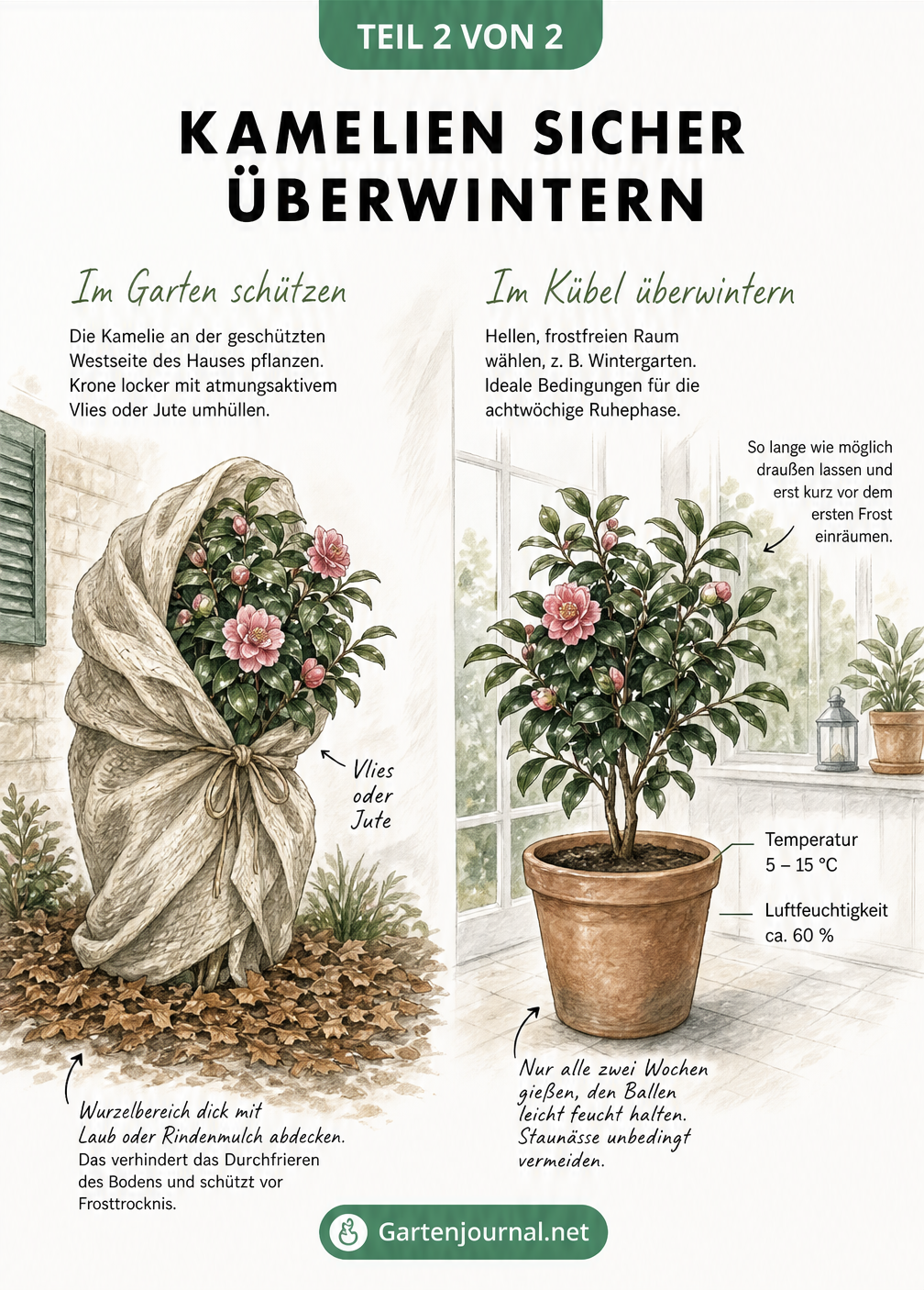 Illustration zweier Kamelien im Winter: Eine Freiland-Kamelie mit Vlies und Mulchschicht sowie eine Kübel-Kamelie im hellen Winterquartier bei 5 bis 15 Grad.