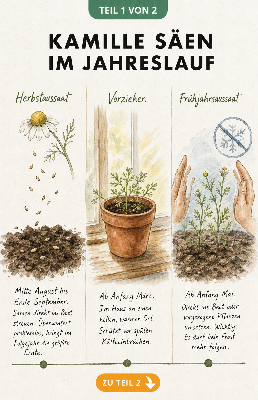 Handgezeichnete Zeitleiste zur Aussaat von Kamille im Herbst, Frühjahr und beim Vorziehen im Haus.
