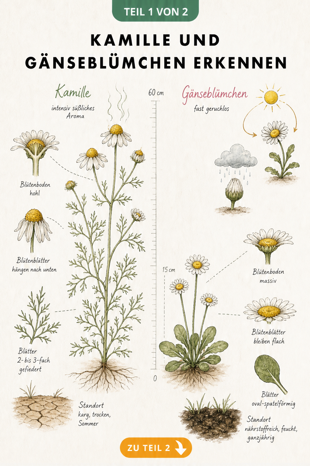 Botanische Illustration von Kamille und Gänseblümchen mit Details zu Blüten, Blättern und Wuchshöhe