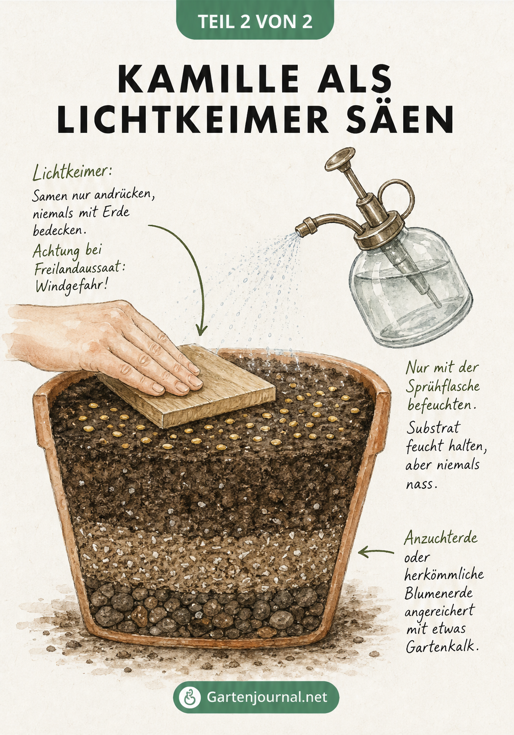 Querschnitt durch einen Anzuchttopf, der zeigt, wie Kamillesamen als Lichtkeimer nur angedrückt und mit Wasser besprüht werden.