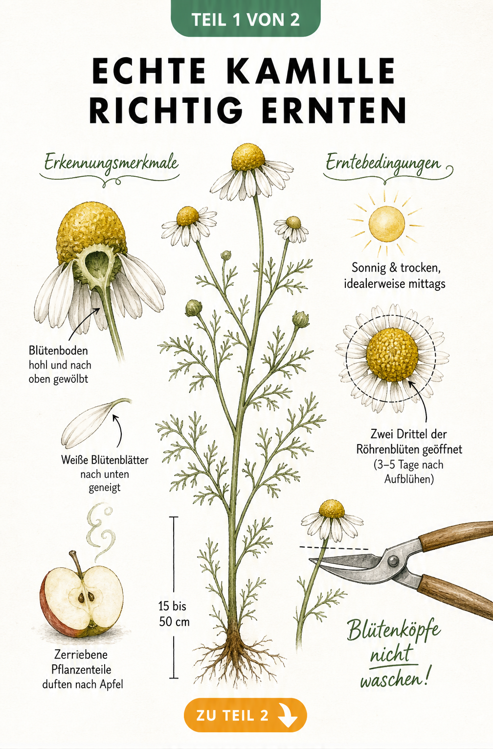 Botanische Illustration einer Kamillenpflanze mit Details zu Blütenaufbau, Wuchshöhe und dem idealen Erntezeitpunkt bei sonnigem Wetter.