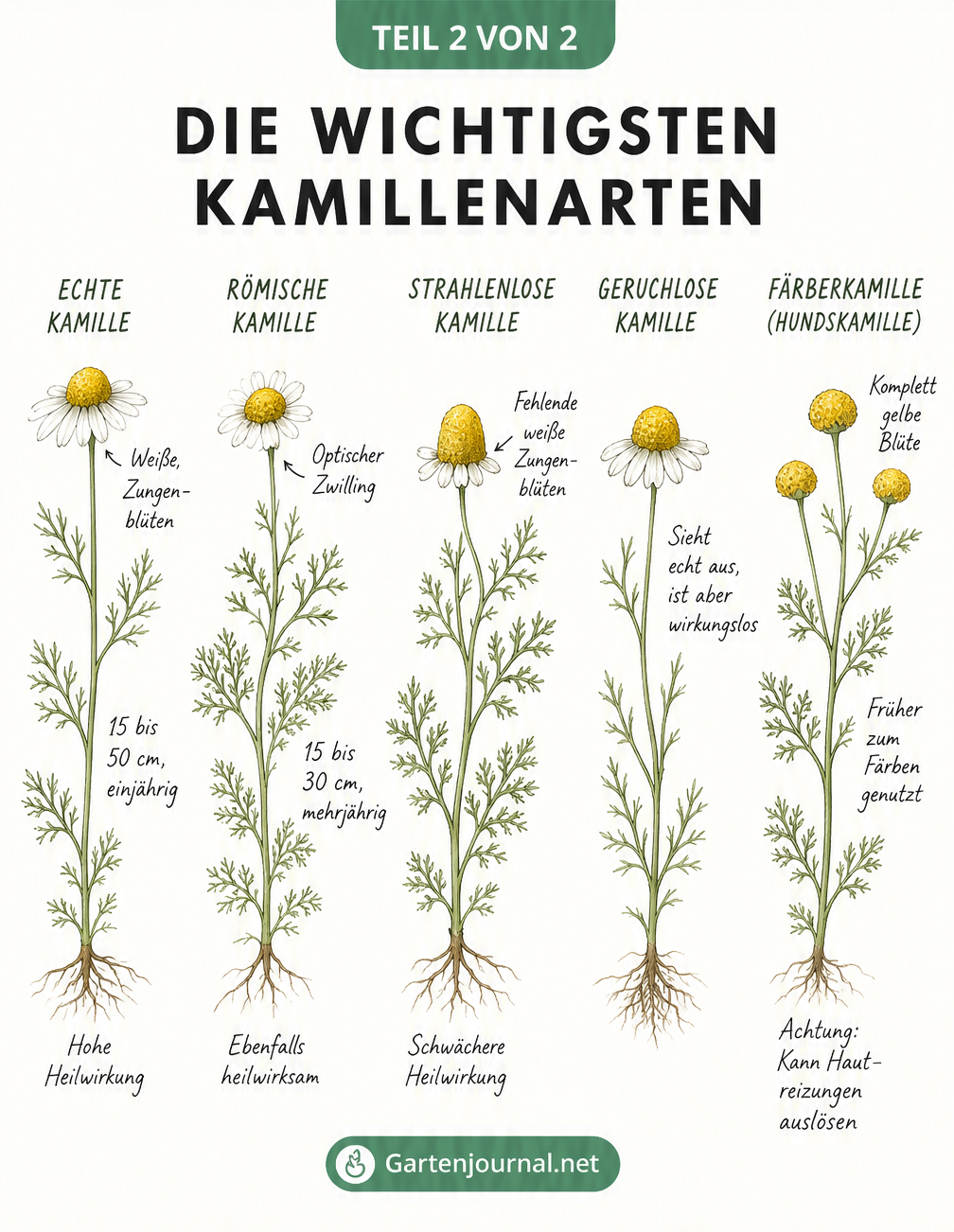 Übersicht von fünf Kamillenarten: Echte, Römische, Strahlenlose, Geruchlose und Färberkamille mit ihren Merkmalen
