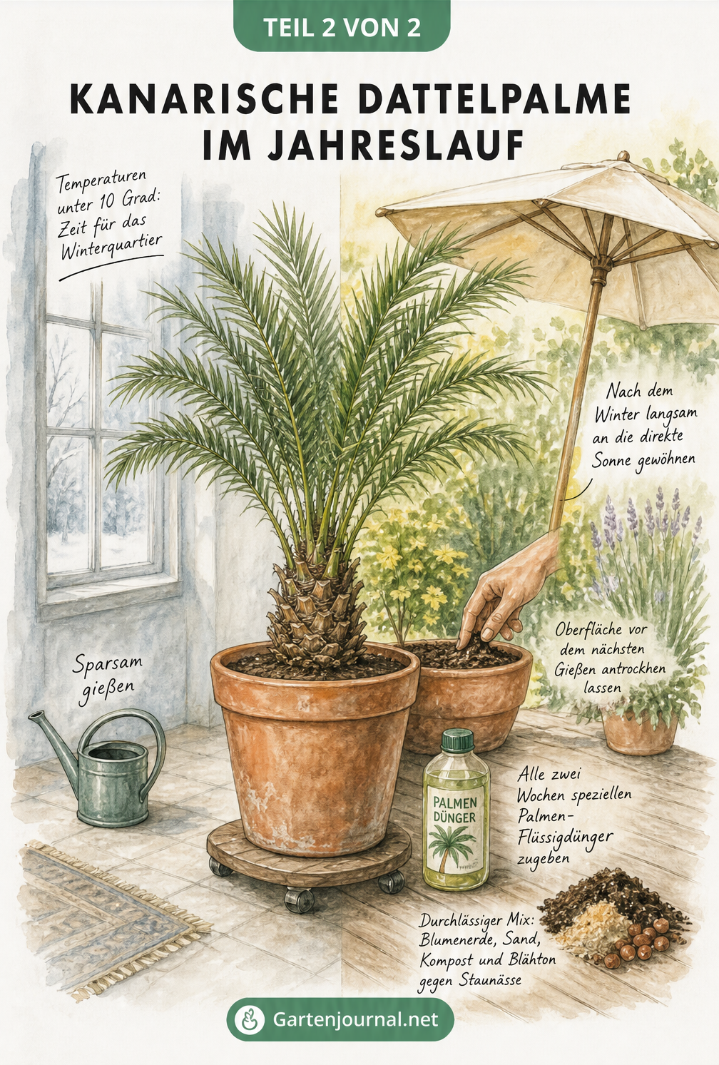 Zweigeteilte Illustration der Kanarischen Dattelpalme: Links im Winterquartier bei unter 10 Grad, rechts im Sommer auf der Terrasse mit Sonnenschirm und Dünger.