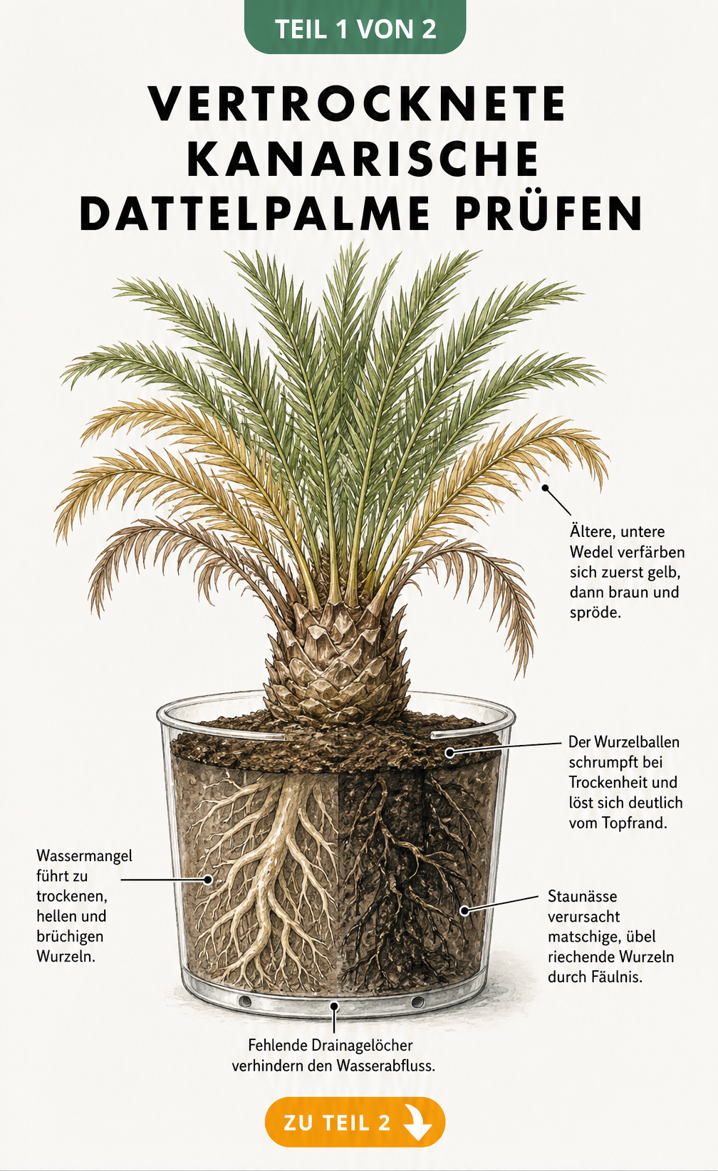 Botanische Querschnitts-Illustration einer Kanarischen Dattelpalme im Kübel, die Symptome von Trockenheit und Staunässe an Wurzeln und Wedeln zeigt.