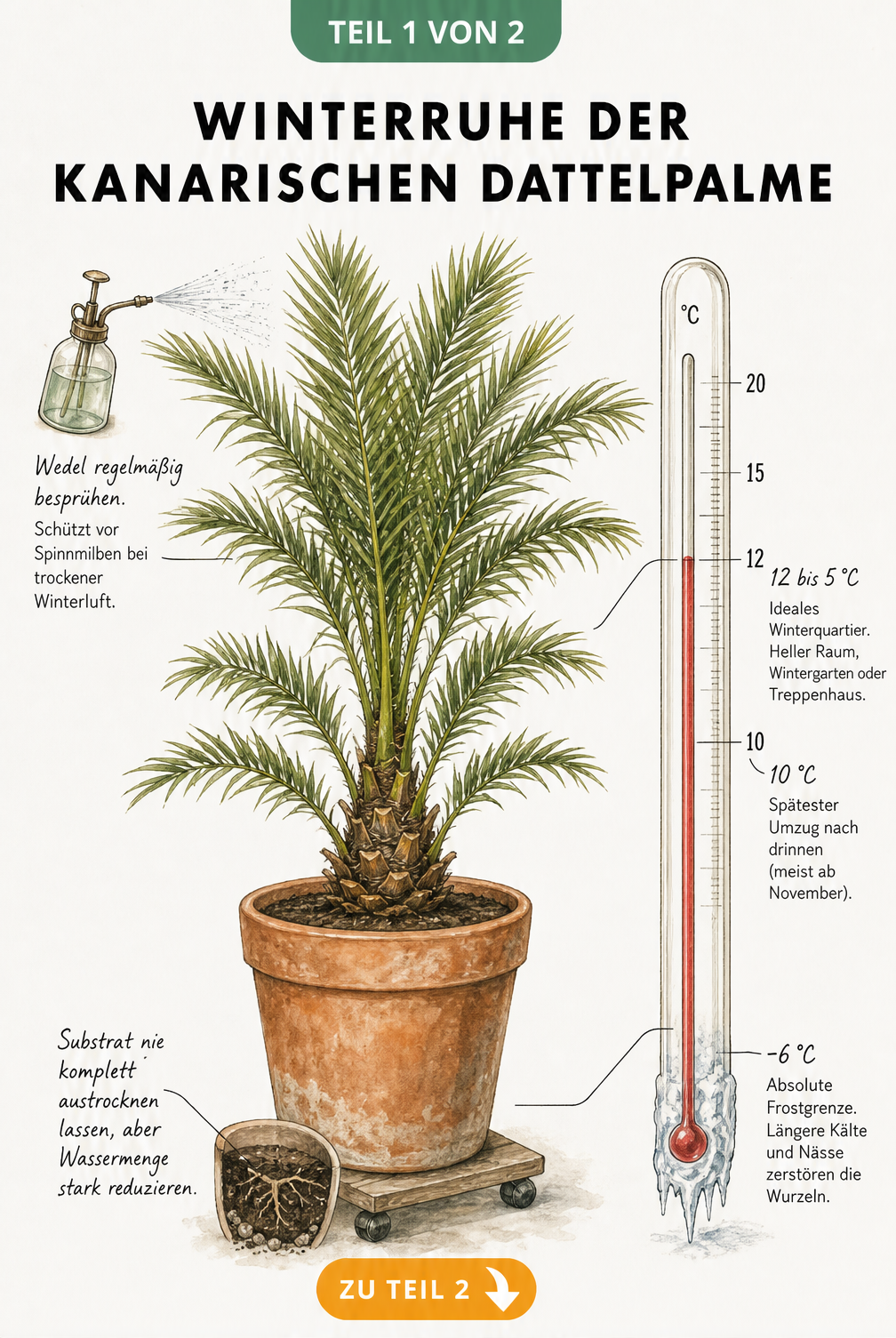 Botanische Illustration einer Kanarischen Dattelpalme im Kübel mit Thermometer, das die idealen Temperaturen für die Winterruhe und die Frostgrenze bei -6 Grad...