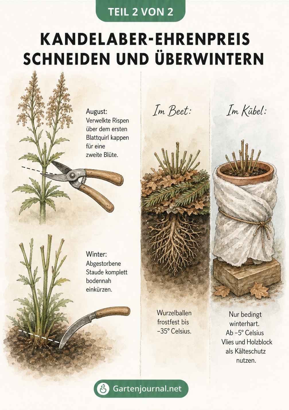 Illustration zum Schnitt und zur Überwinterung des Kandelaber-Ehrenpreises im Beet und Kübel