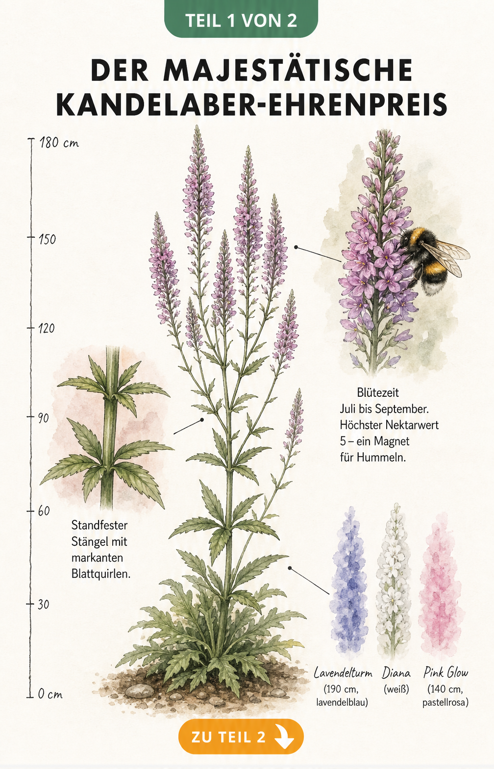 Botanische Illustration des Kandelaber-Ehrenpreises mit Messlatte, Blütendetail und Hummel