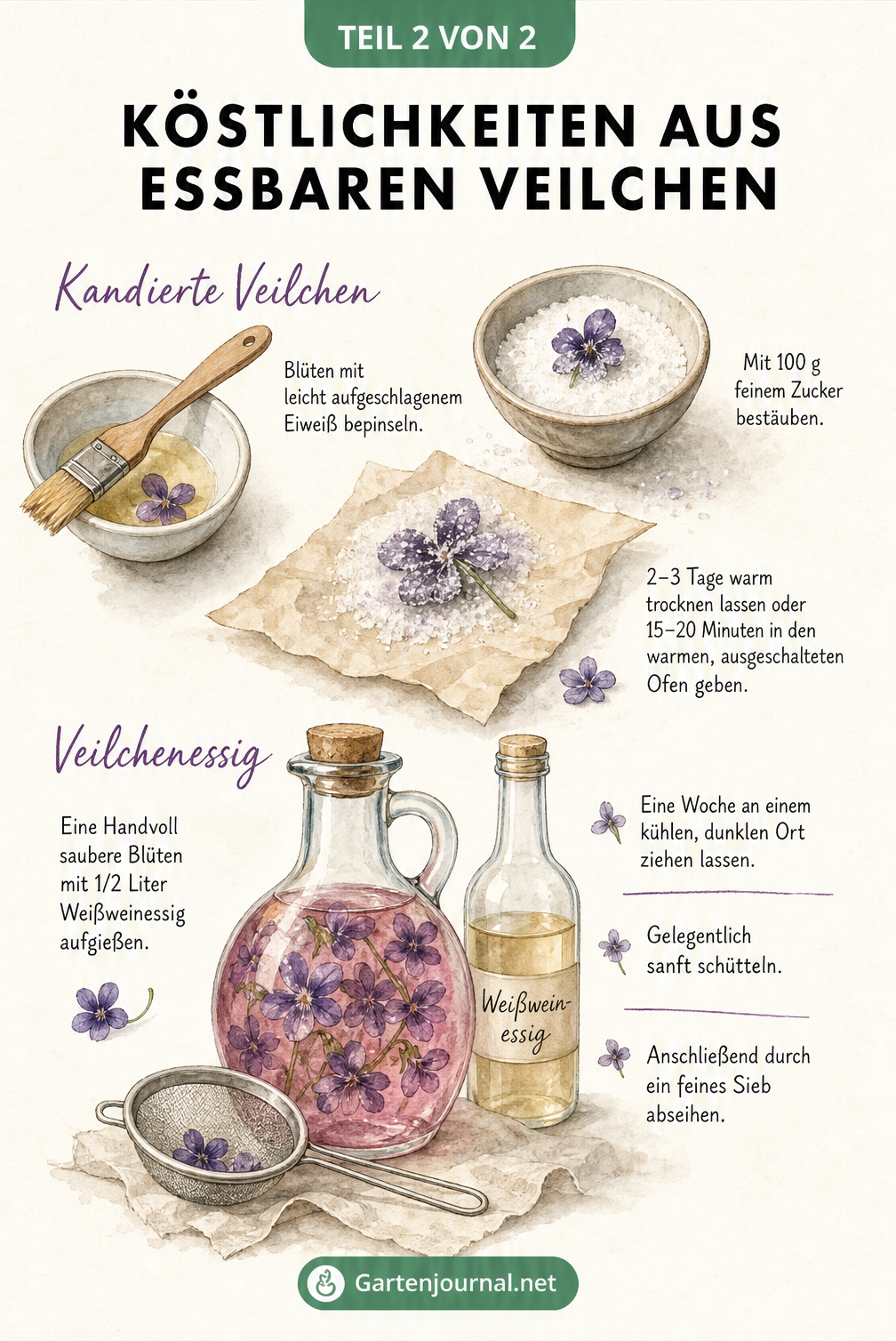 Illustration zur Herstellung von kandierten Veilchen und Veilchenessig mit Zutaten und Arbeitsschritten