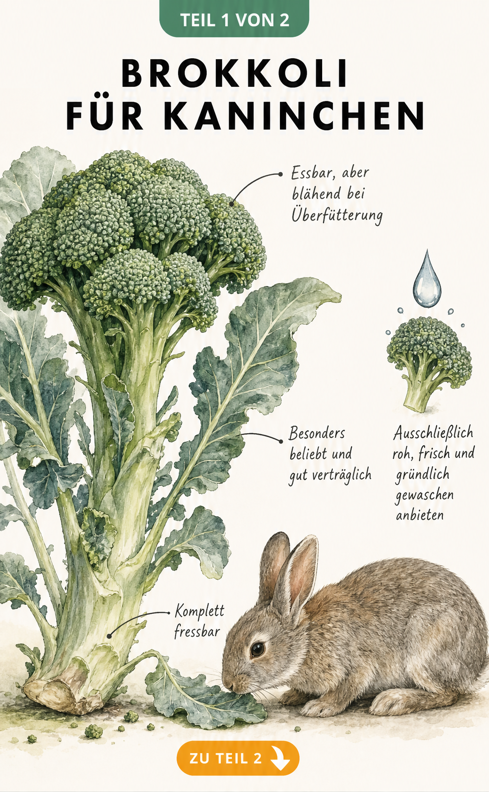 Botanische Illustration einer Brokkolipflanze mit einem Kaninchen, das an einem Blatt schnuppert. Notizen erklären, dass Röschen, Blätter und Strunk essbar...