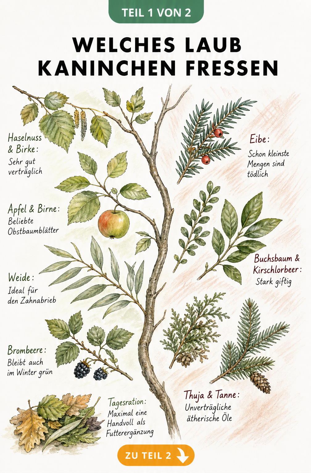 Botanische Illustration von verträglichen und giftigen Blättern für Kaninchen
