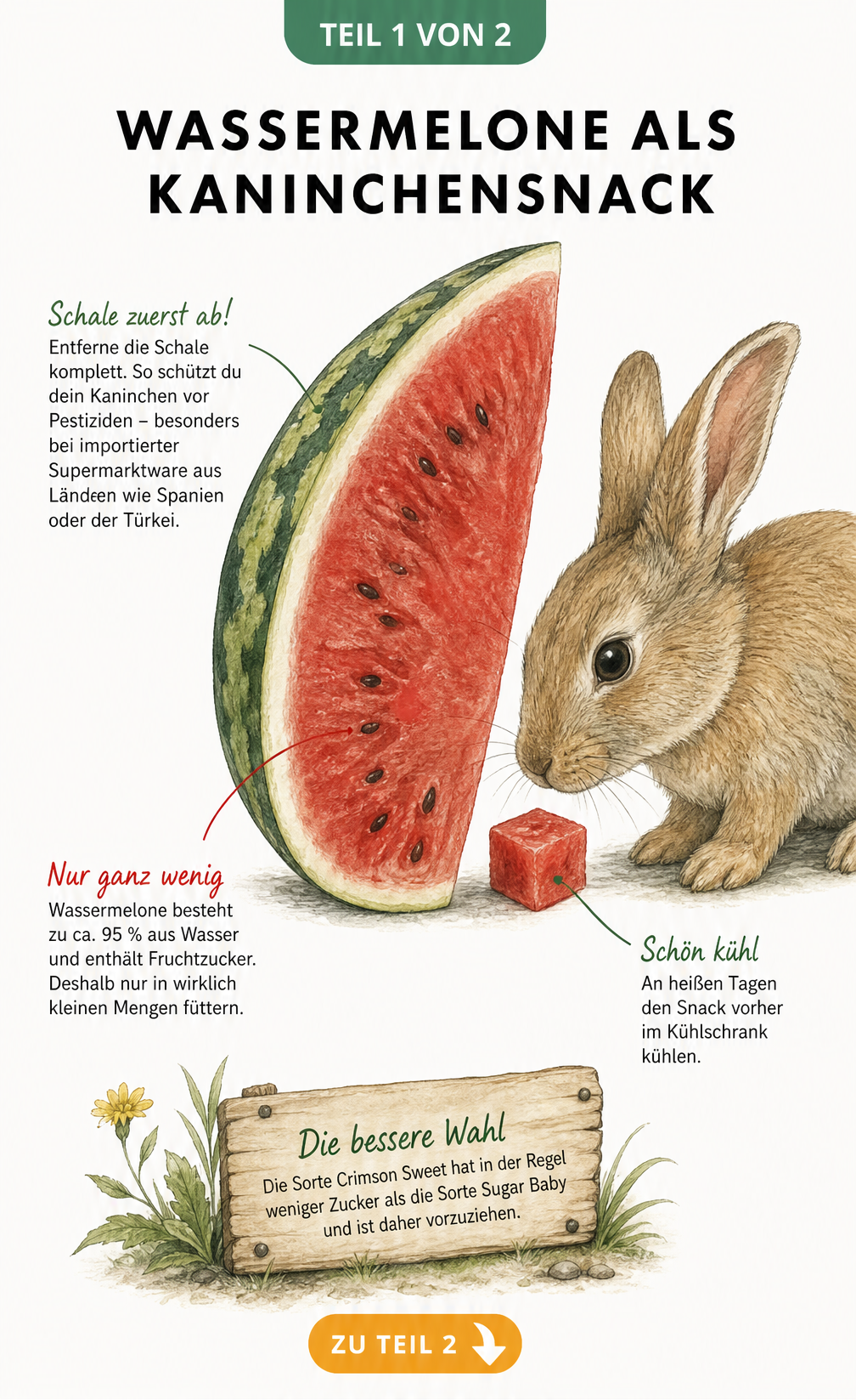 Botanische Illustration einer Wassermelone mit Kaninchen und Hinweisen zur Fütterung