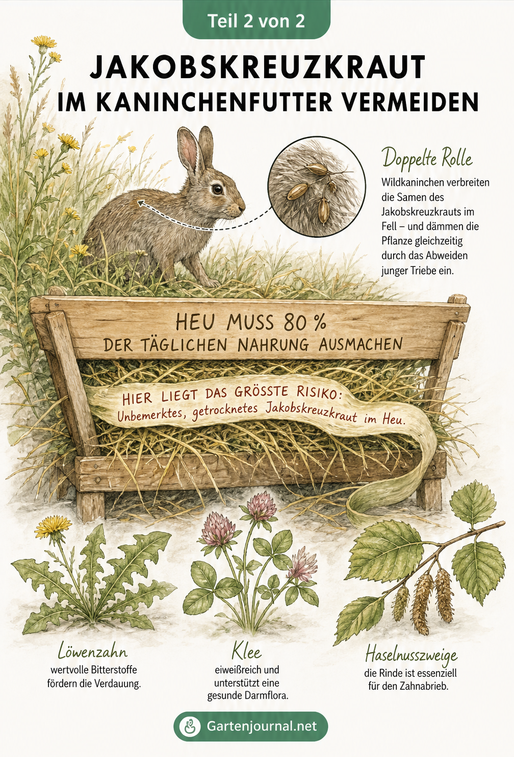 Zeichnung einer Heuraufe mit frischen Wildkräutern wie Löwenzahn und Klee sowie einem Wildkaninchen im hohen Gras