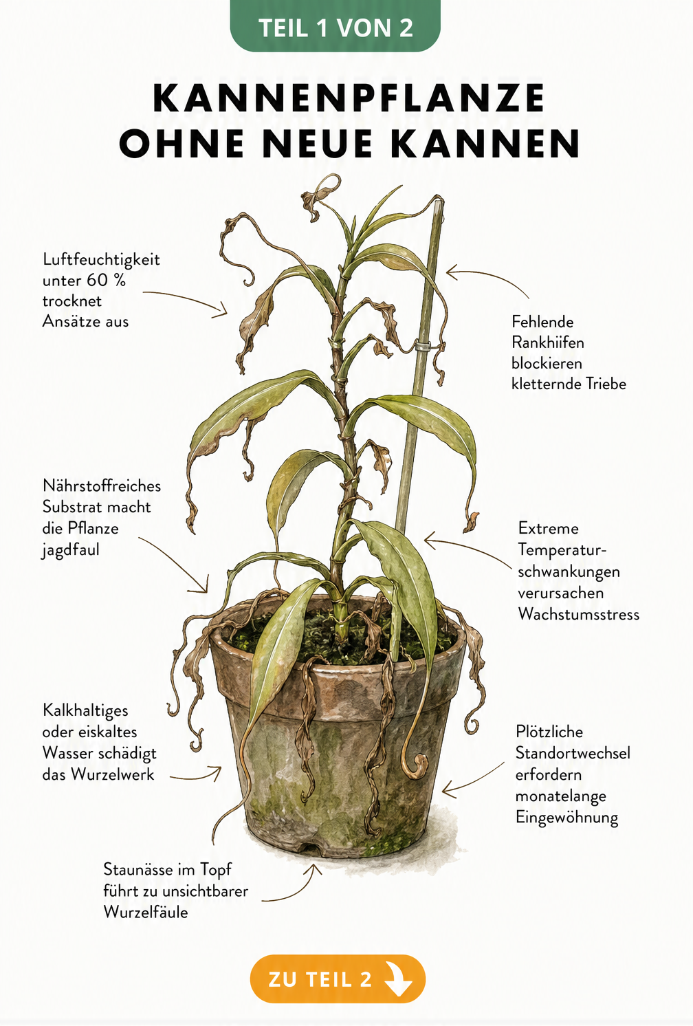 Illustration einer Kannenpflanze ohne Kannen mit Hinweisen auf Pflegefehler wie trockene Luft, falsches Wasser und Staunässe