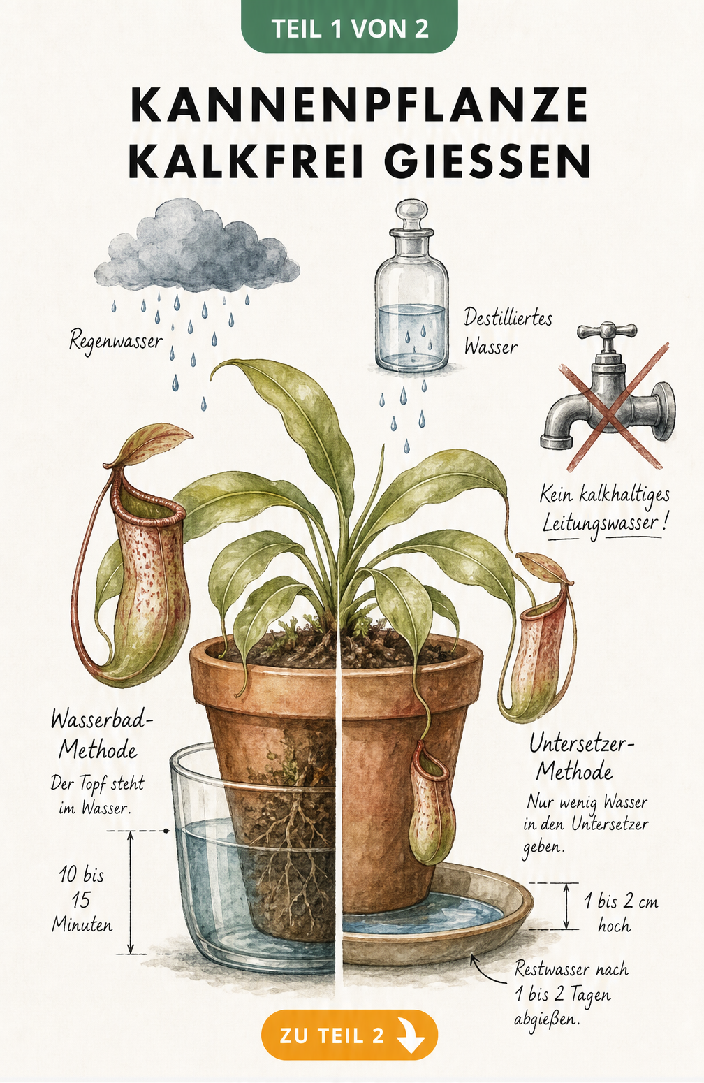 Illustration einer Kannenpflanze im Topf, die die Wasserbad- und Untersetzer-Methode mit kalkfreiem Wasser zeigt.