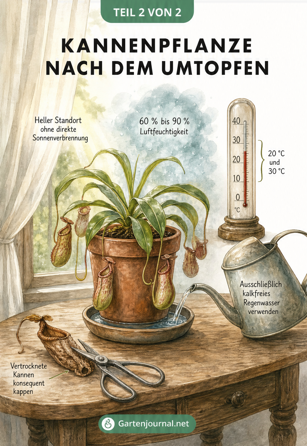 Kannenpflanze am hellen Fensterplatz mit Thermometer, Gießkanne für kalkfreies Wasser und einer Schere zum Abschneiden vertrockneter Kannen