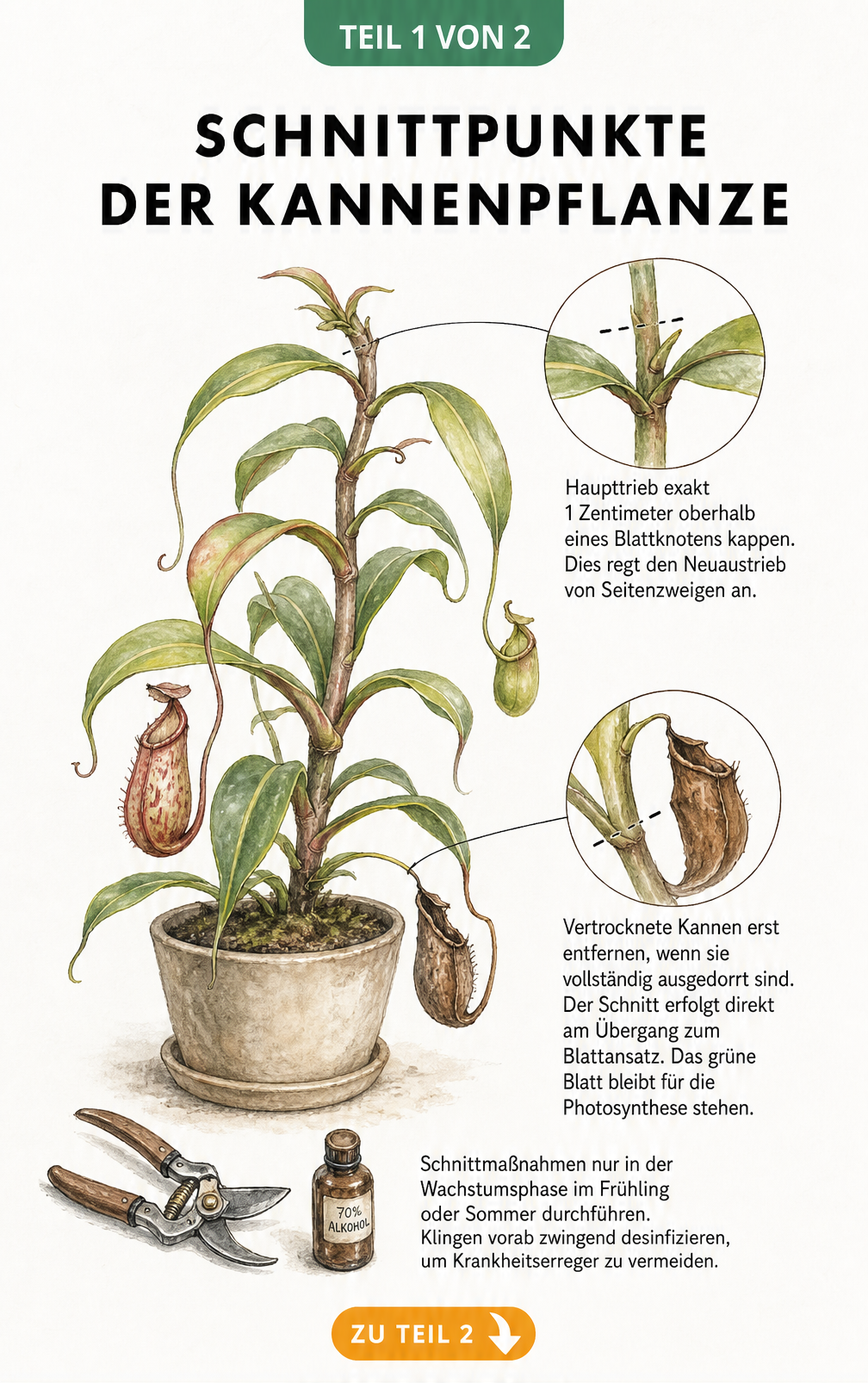 Botanische Illustration einer Kannenpflanze mit Markierungen für den richtigen Schnitt an Haupttrieb und vertrockneten Kannen