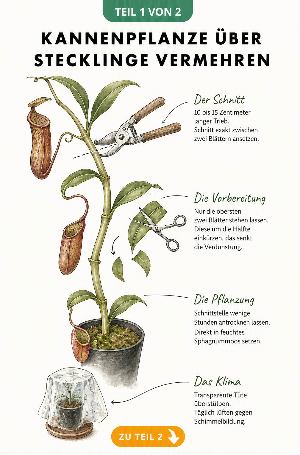 Botanische Illustration eines Kannenpflanzen-Triebs mit Anleitung zum Schneiden und Pflanzen von Stecklingen