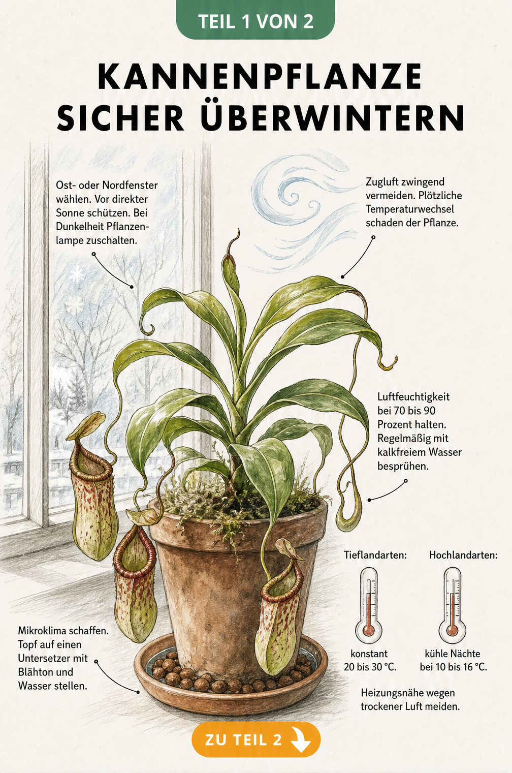 Botanische Illustration einer Kannenpflanze am Fenster mit Hinweisen zu Standort, Temperatur und Luftfeuchtigkeit im Winter.