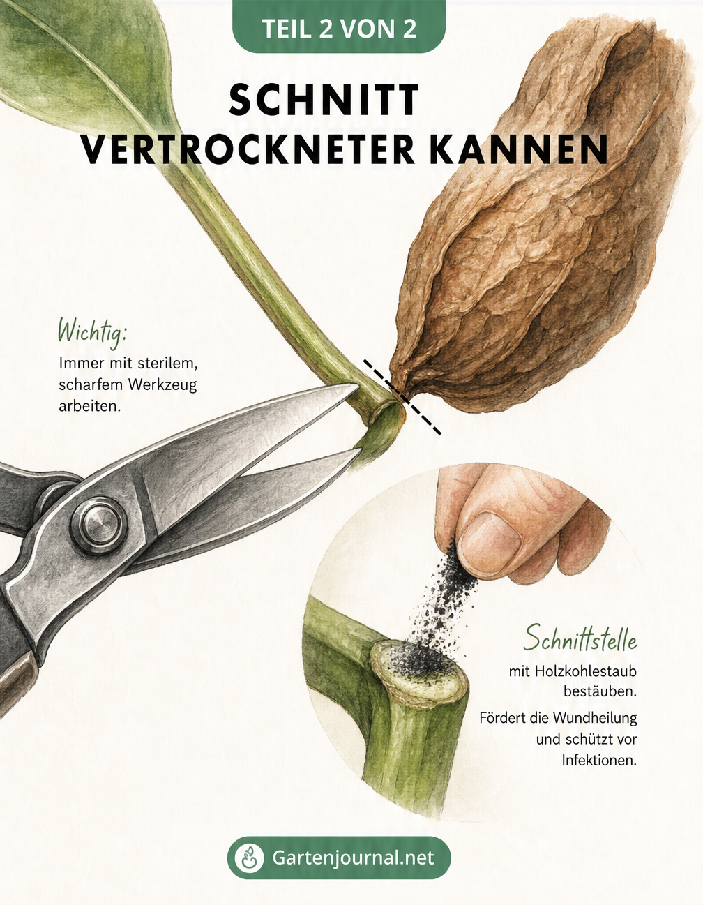 Nahaufnahme einer Gartenschere, die eine braune Kanne direkt an der Basis abschneidet, ohne den grünen Blattstiel zu verletzen.