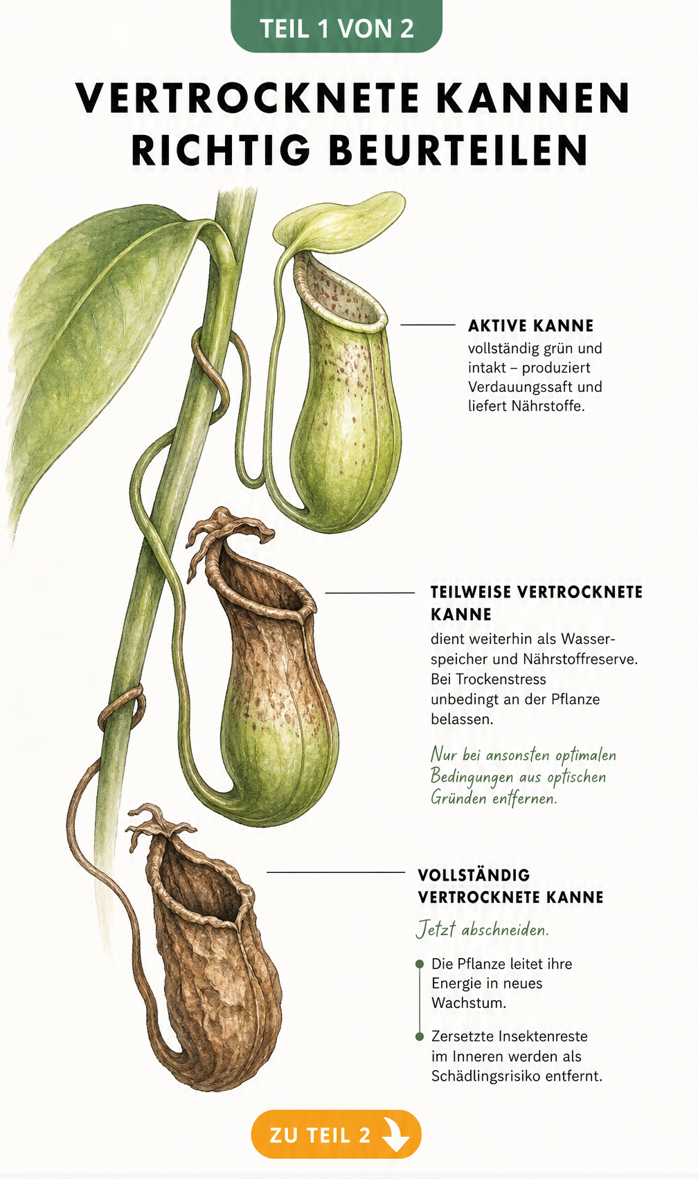 Botanische Illustration einer Kannenpflanze mit drei Kannen in verschiedenen Lebensstadien: grün, halbvertrocknet und komplett braun.