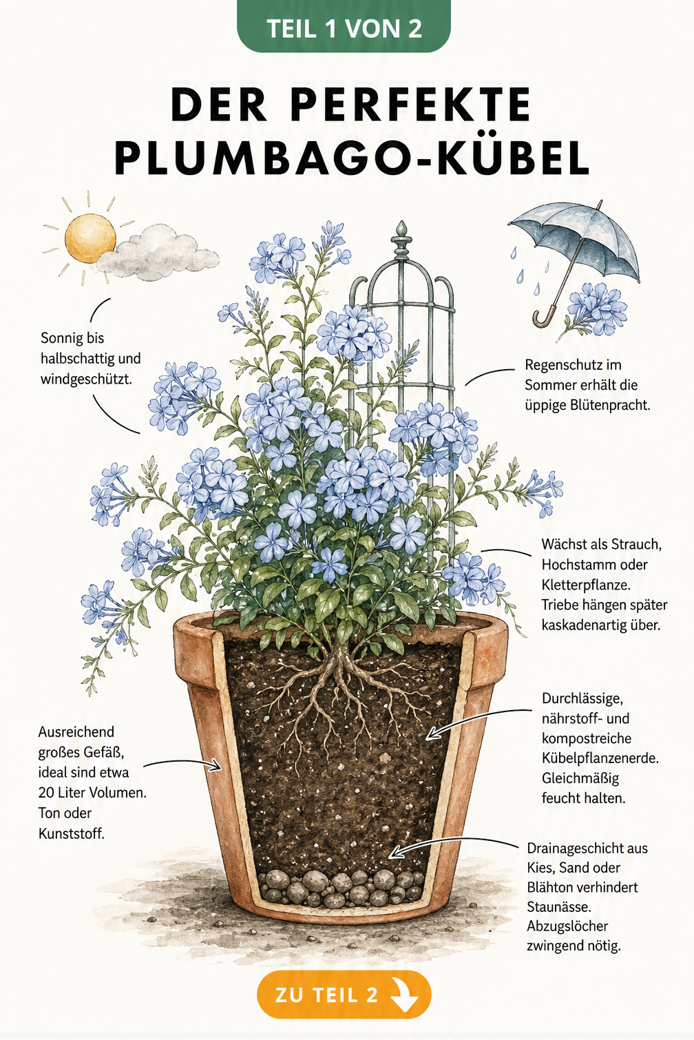 Botanische Illustration einer blühenden Kap-Bleiwurz im Terrakotta-Topf mit Querschnitt und Pflegehinweisen