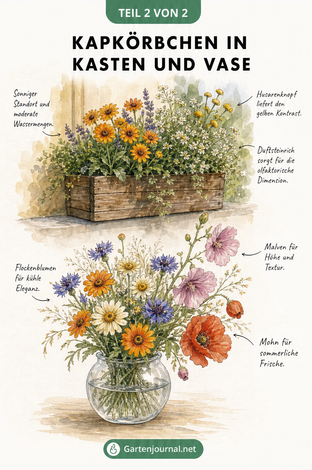 Illustration von Kapkörbchen im Balkonkasten mit Husarenknopf und Duftsteinrich sowie in einer Vase mit Flockenblumen, Malven und Mohn