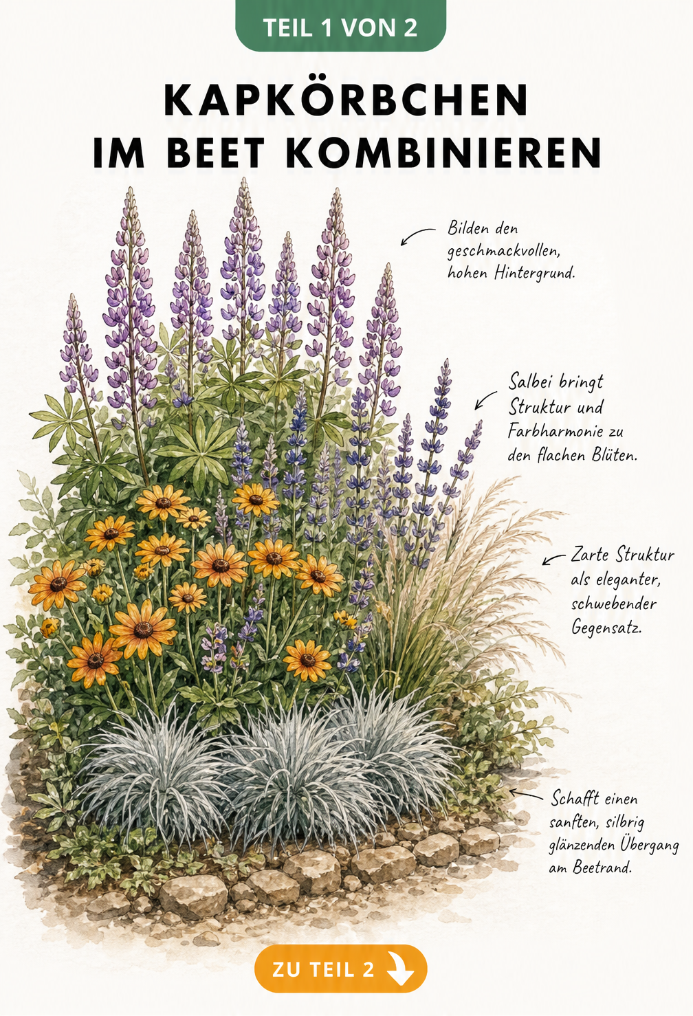 Illustration eines Gartenbeets mit Kapkörbchen, Lupinen, Salbei, Federgras und Bärenfellgras in drei Höhenebenen