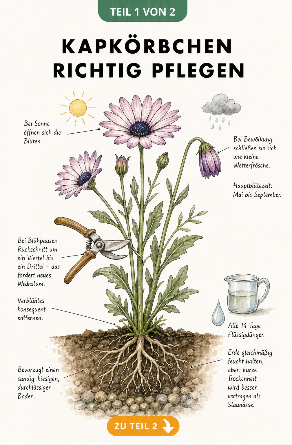 Botanische Illustration eines Kapkörbchens im Querschnitt mit Blüten, Blättern, Wurzeln und Drainageschicht sowie Pflegehinweisen zu Rückschnitt und Gießen.