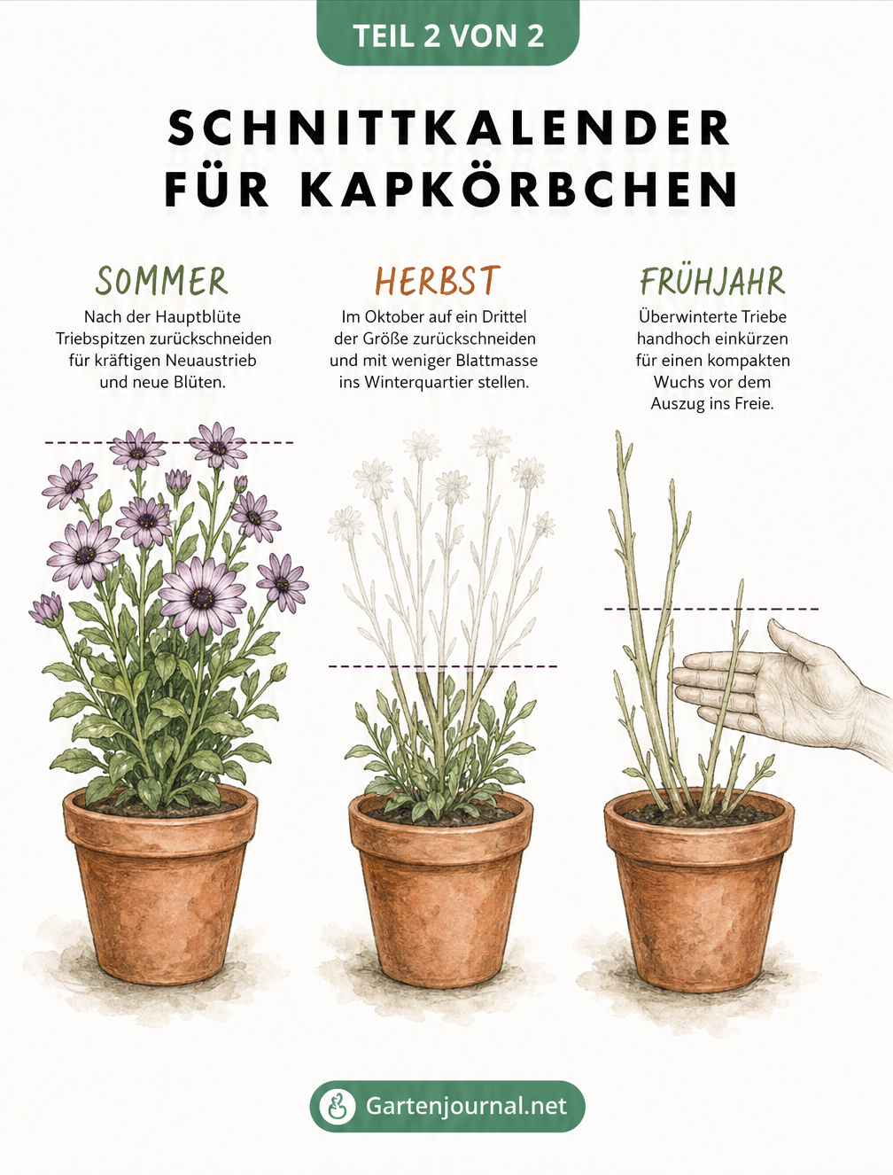 Drei gezeichnete Terrakotta-Töpfe mit Kapkörbchen, die den Rückschnitt im Sommer, Herbst und Frühjahr zeigen.