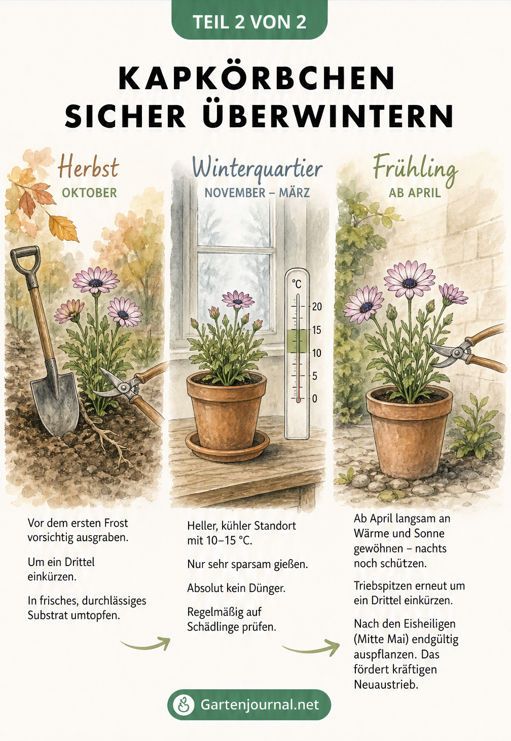 Aquarell-Illustration zur Überwinterung von Kapkörbchen in drei Schritten: Rückschnitt im Herbst, kühles Winterquartier bei 10 bis 15 Grad und Auspflanzen im...