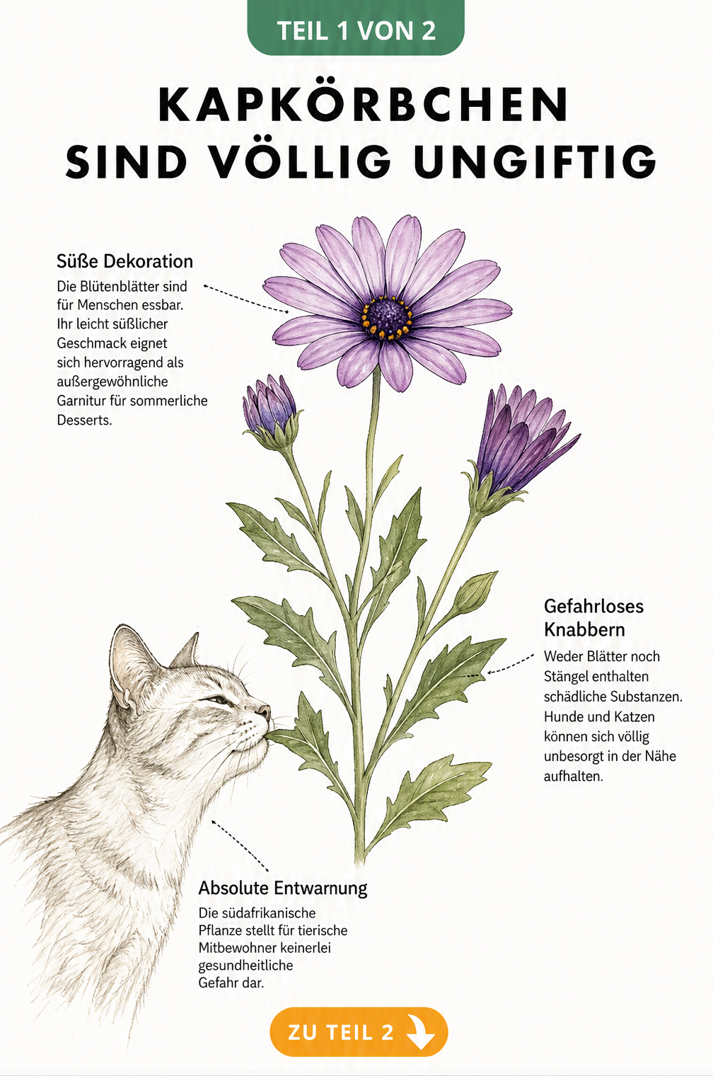 Botanische Illustration eines Kapkörbchens mit einer Katze, die an den Blättern schnuppert, mit Hinweisen zur Ungiftigkeit für Haustiere.