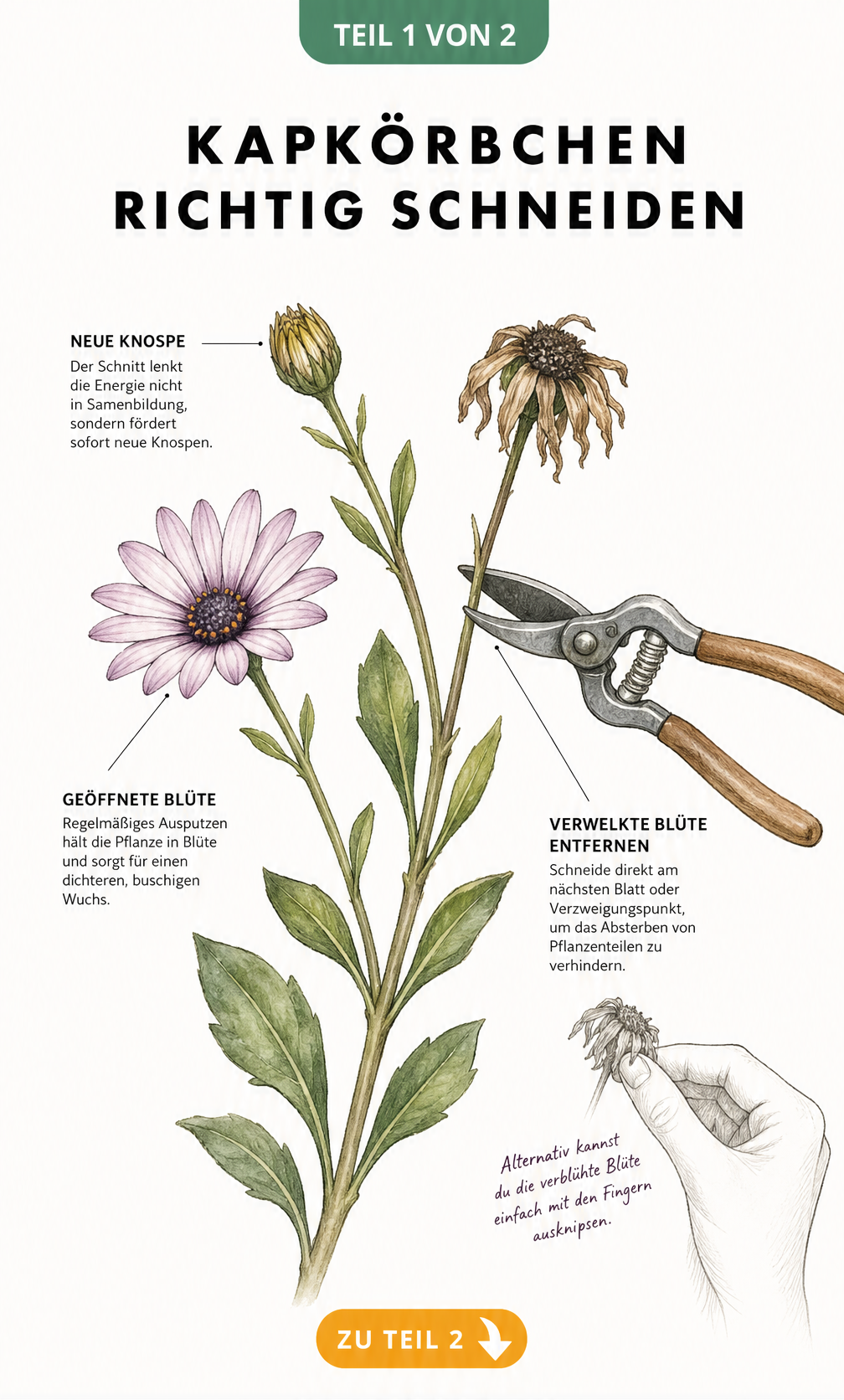 Botanische Illustration eines Kapkörbchen-Triebs mit Knospe, Blüte und verwelktem Blütenkopf, an dem eine Gartenschere zum Schnitt ansetzt.