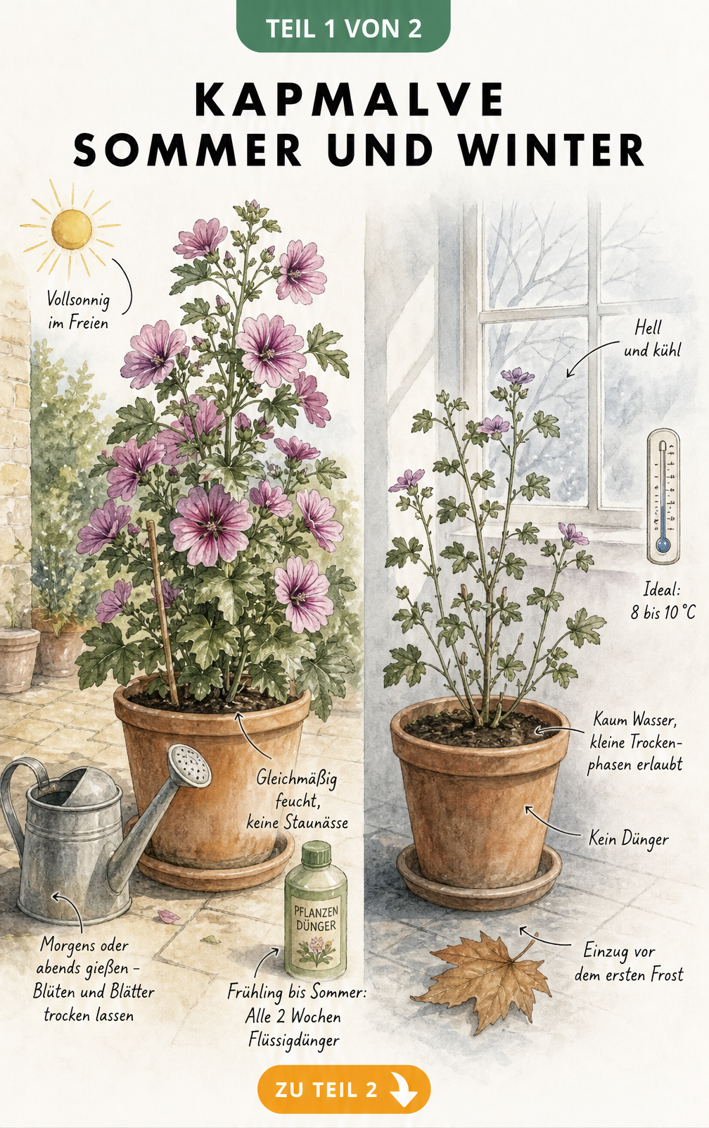 Illustration einer Kapmalve im Sommer auf der Terrasse und im Winterquartier mit Pflegetipps